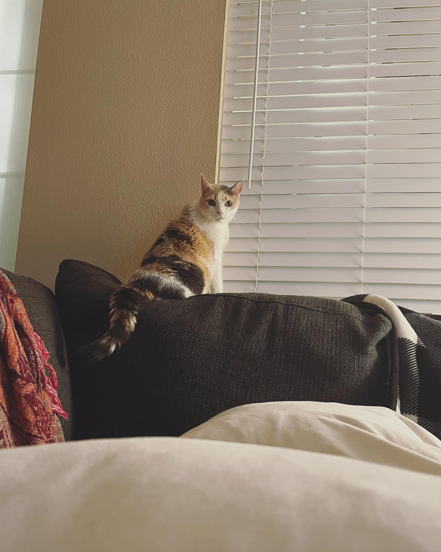 Mar 6, 2022: 𝘩𝘦𝘭𝘭𝘰⁣ ⁣ #calico #calicocat #calicocatsofinstagram #dilutedcalico #dilutecalico #dilutecalicocatsofinstagram #catsofinstagram #catsofig #catsofinsta #catstagram #diab...