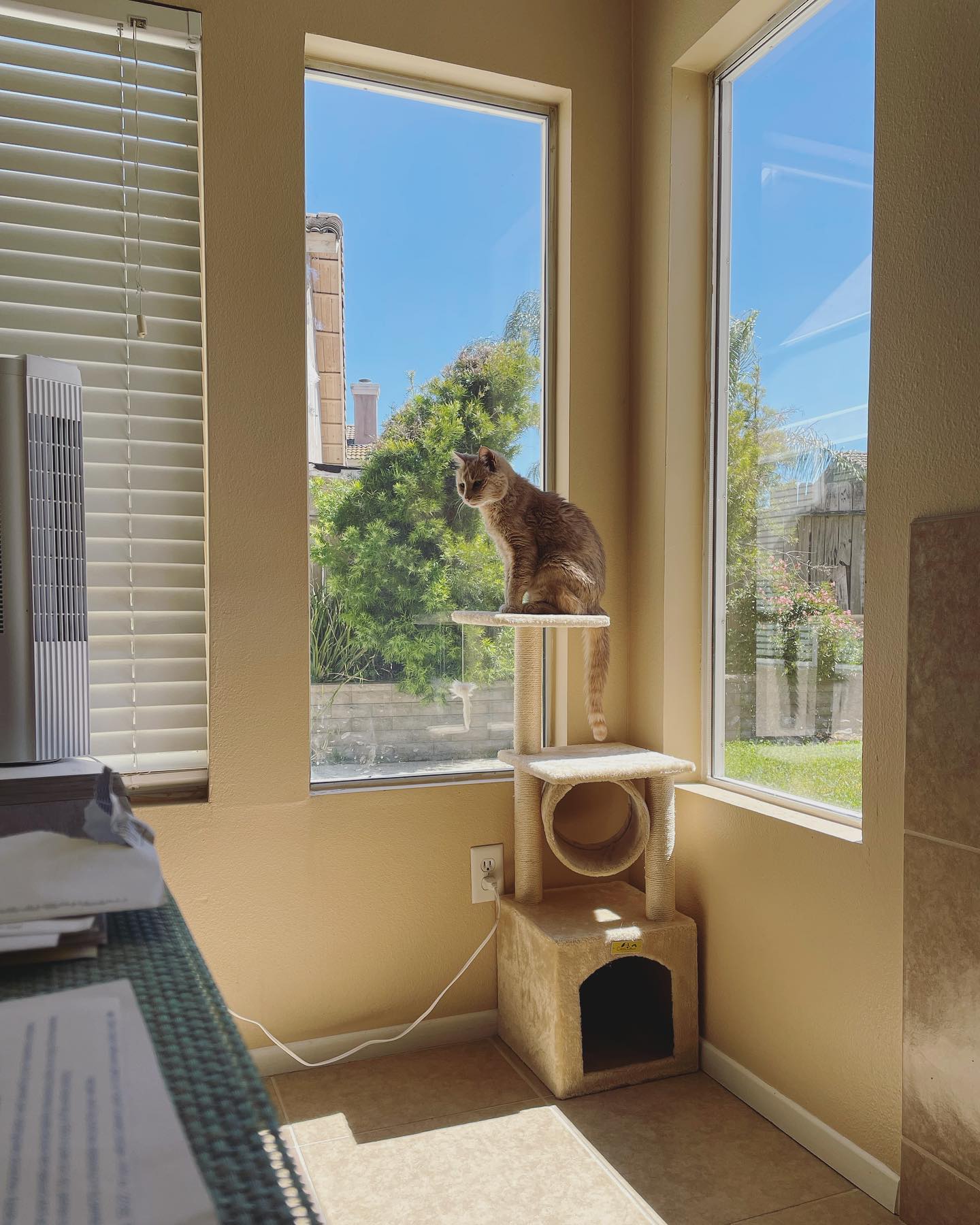 Mar 26, 2022: 𝘳𝘦𝘨𝘢𝘭⁣ ⁣ #orangetabby #orangetabbycat #orangecat #tabby #tabbycat #orangecatsofinstagram #orangetabbycatsofinstagram #tabbycatsofinstagram #catsofinstagram #catsofin...