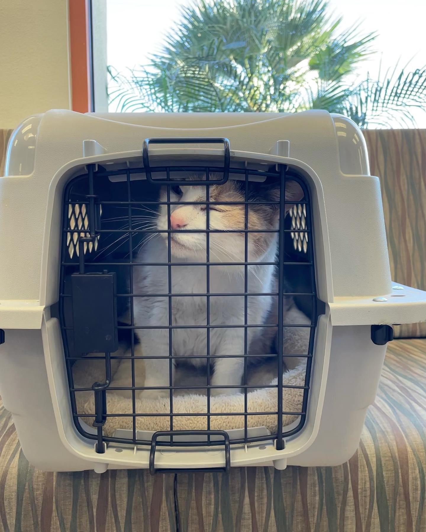 Mar 15, 2022: First of all, Mom… 🖕🏻 ⁣ ⁣ #calico #calicocat #dilutedcalico #dilutecalico #dilutecalicocatsofinstagram #calicocatsofinstagram #catsofinstagram #catsofinsta #catsofig...