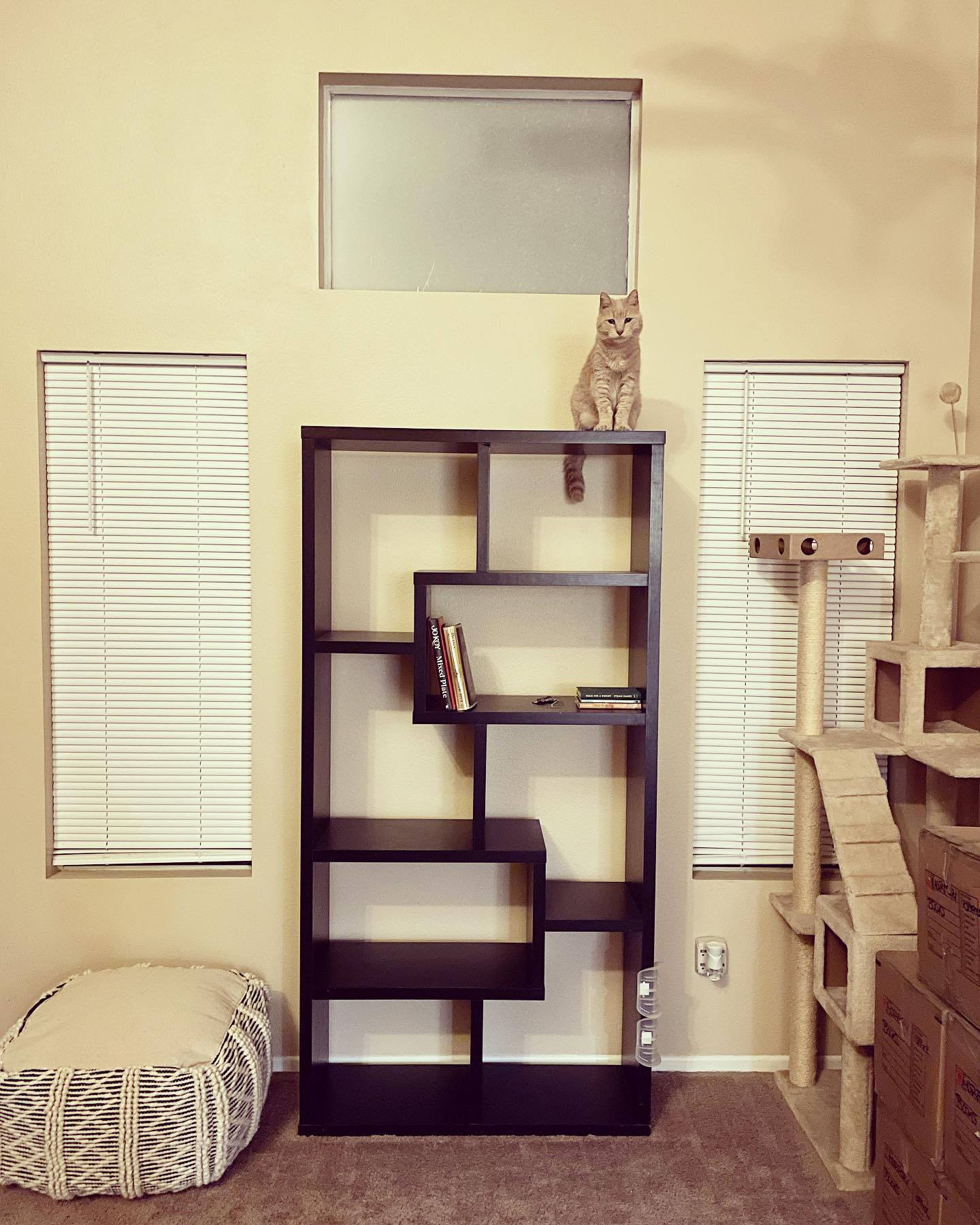 Mar 3, 2022: Rajah - “Soooooo Mom, ya ever gonna unpack these books, or is it another cat tower for me?” 📚⁣ ⁣ #orangecat #orangetabby #orangetabbycat #orangetabbycatsofinstagram #...