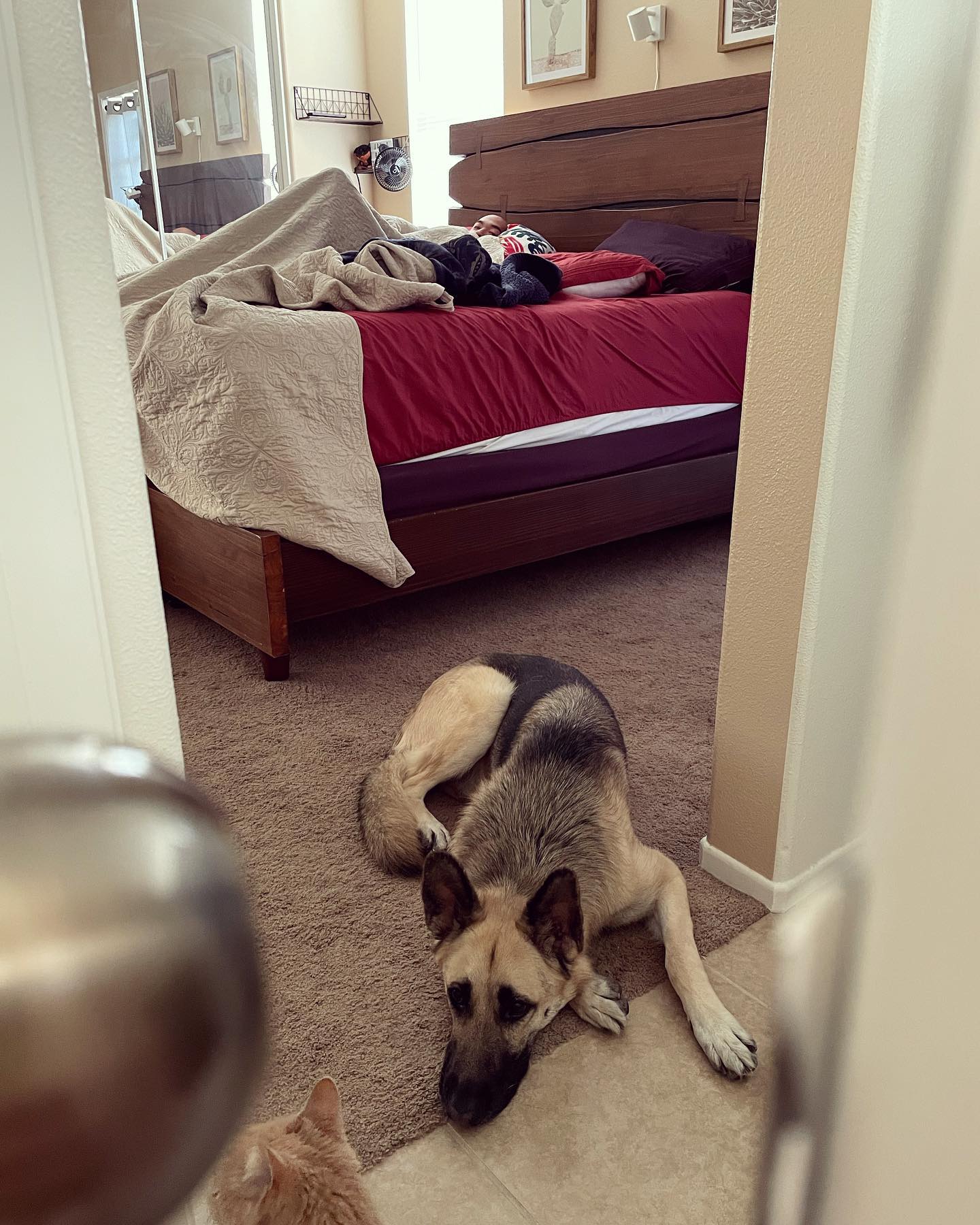 Mar 20, 2022: Waiting on Mom and Dad to get out of bed 🙄 LAZIES! We want breakfast! ⁣ ⁣ #germanshepherd #gsd #belgianshepherd #groenendael #belgianshepherdgroenendael #dogsofinsta...