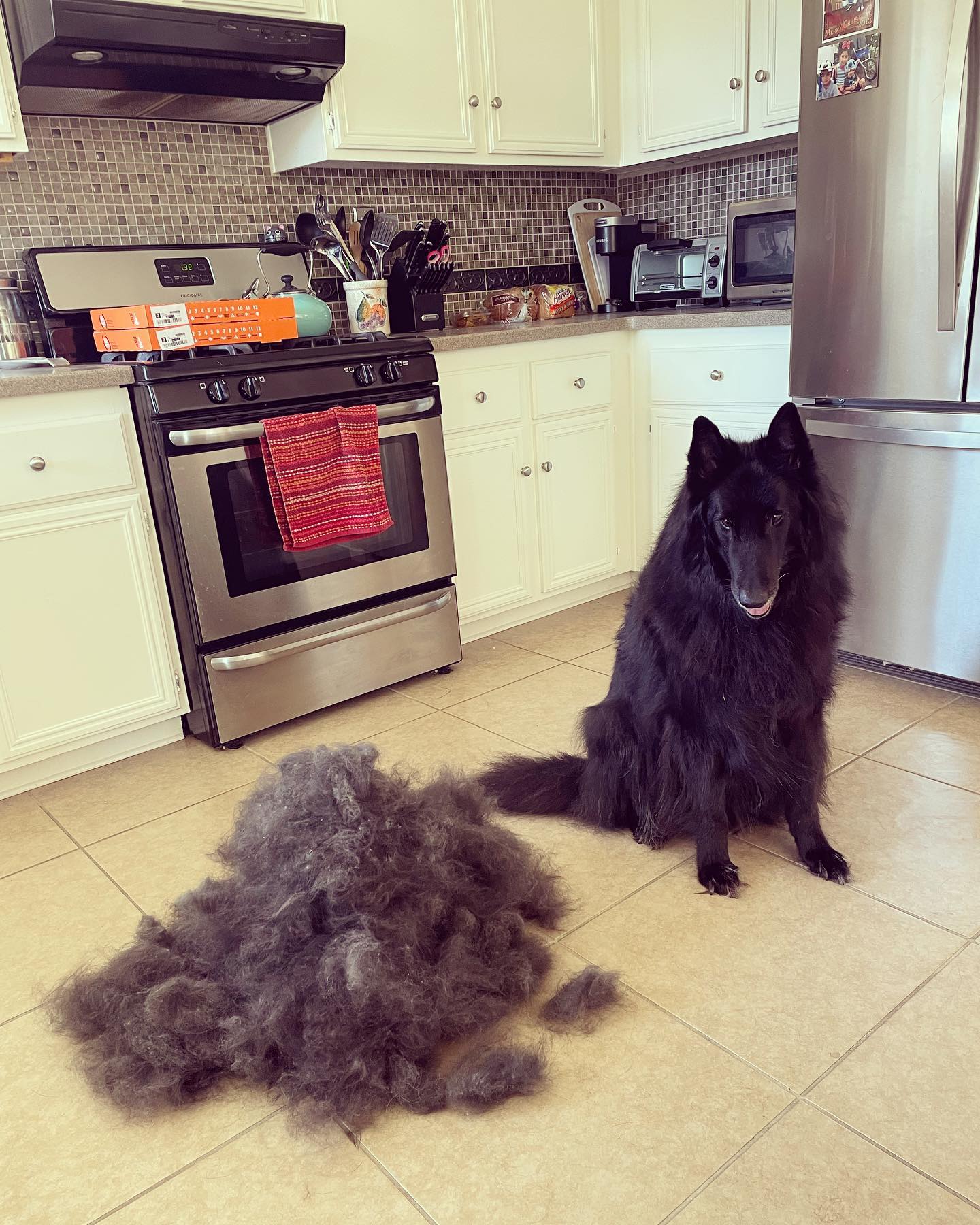 Mar 14, 2022: 𝘱𝘢𝘮𝘱𝘦𝘳𝘦𝘥 💅🏻⁣ ⁣ #belgianshepherd #belgianshepherdgroenendael #groenendael #groenendaelsofinstagram #belgianshepherdsofinstagram #dogsofinstagram #dogsofinsta #dogsofi...