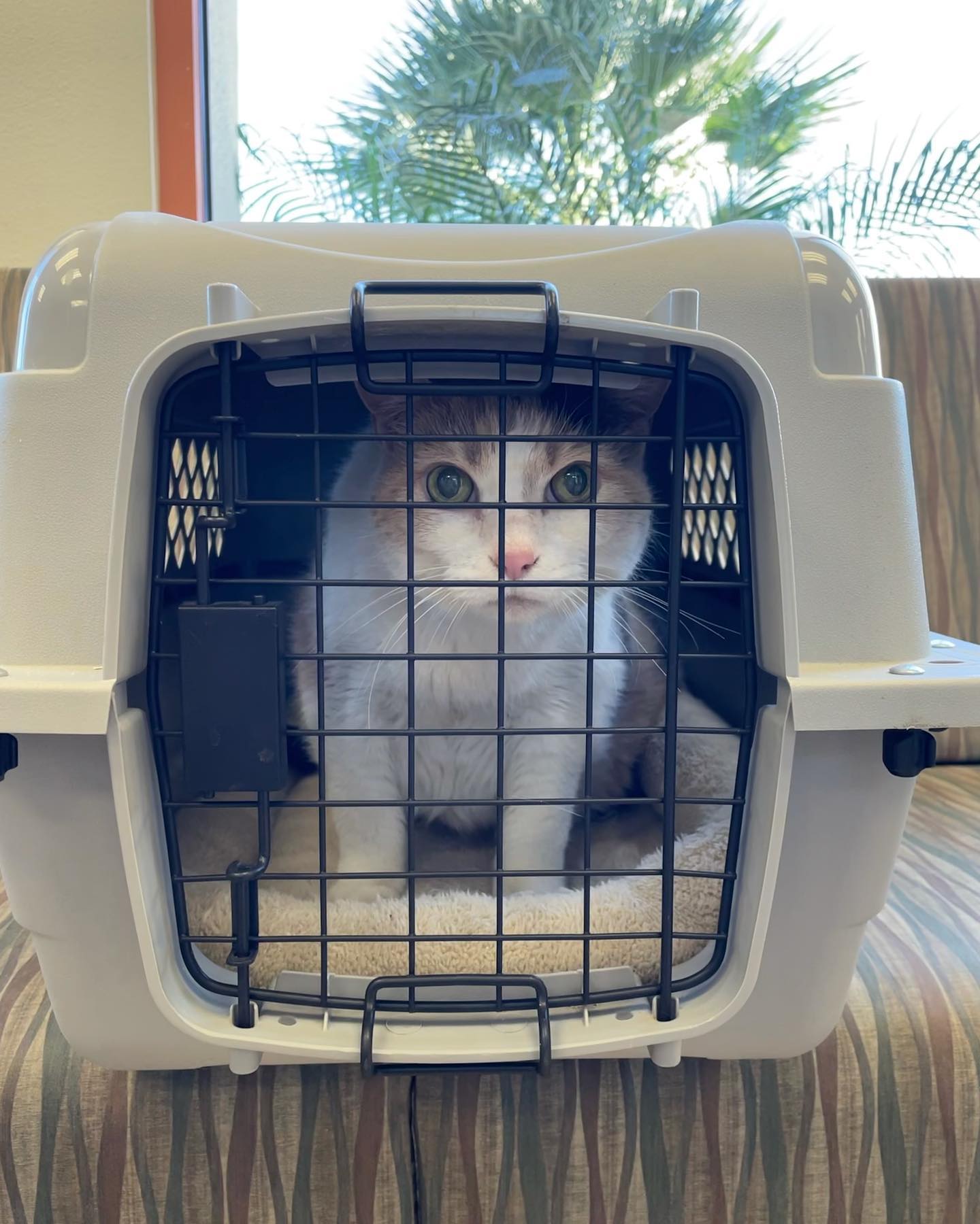 Mar 15, 2022: First of all, Mom… 🖕🏻 ⁣ ⁣ #calico #calicocat #dilutedcalico #dilutecalico #dilutecalicocatsofinstagram #calicocatsofinstagram #catsofinstagram #catsofinsta #catsofig...