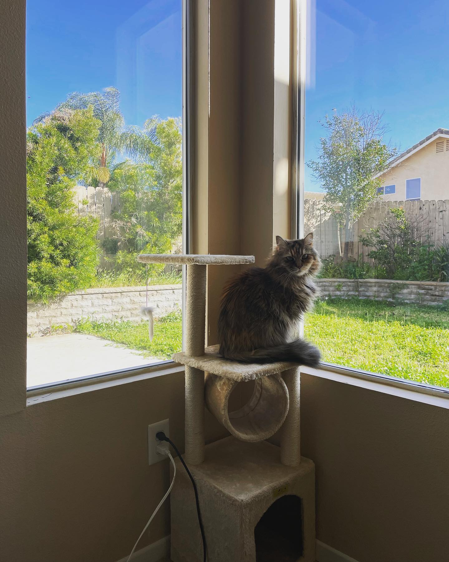 Mar 13, 2022: ⁣ Don't just stand there, let's get to it⁣ Strike a pose, there's nothing to it⁣ Vogue⁣ ⁣ #mainecoon (mix 😽) #mainecooncat #mainecooncatsofinstagram #catsofinstagram...