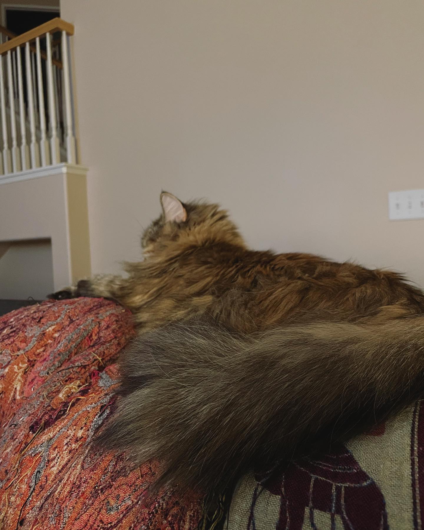 Mar 22, 2022: Gypsy is NOT interested in any affection right now ⁣ ⁣ #mainecoon (mix 😾) #mainecooncat #mainecoonsofinstagram #mainecooncatsofinstagram #catsofinstagram #catsofinst...