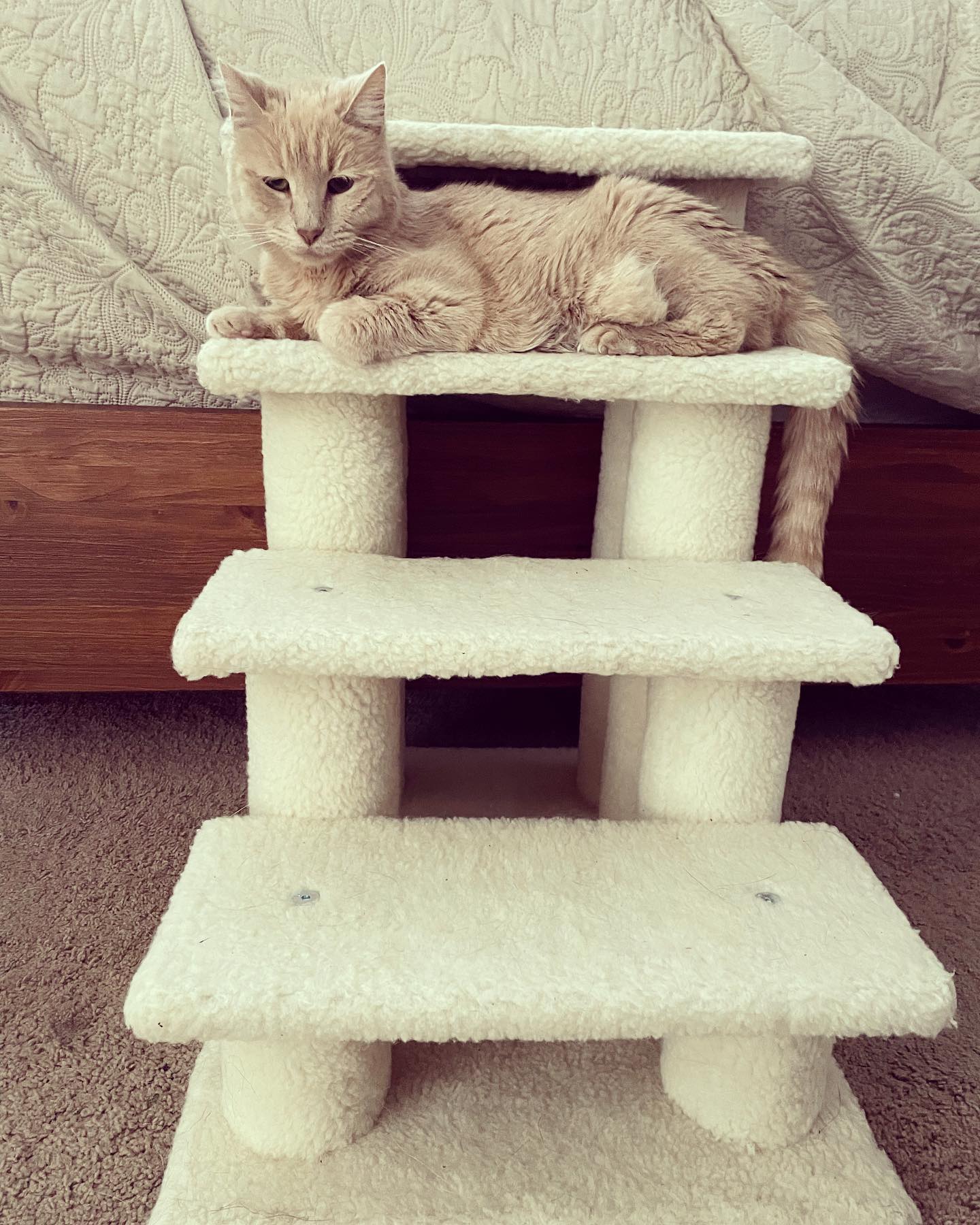 Mar 20, 2022: Rajah waiting on Mom and Dad to get their lazy butts outta bed ⁣ ⁣ #orangecat #orangetabby #orangetabbycat #tabbycat #tabbycats #orangecatsofinstagram #orangetabbyca...