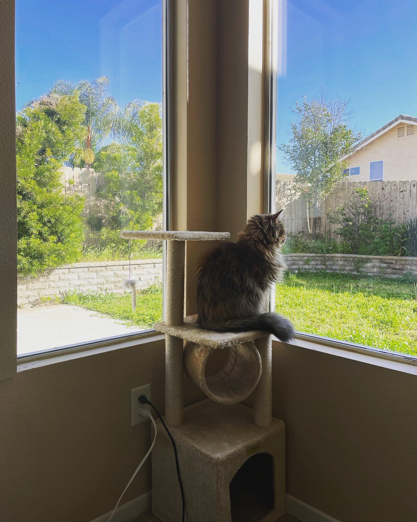 Mar 13, 2022: ⁣ Don't just stand there, let's get to it⁣ Strike a pose, there's nothing to it⁣ Vogue⁣ ⁣ #mainecoon (mix 😽) #mainecooncat #mainecooncatsofinstagram #catsofinstagram...