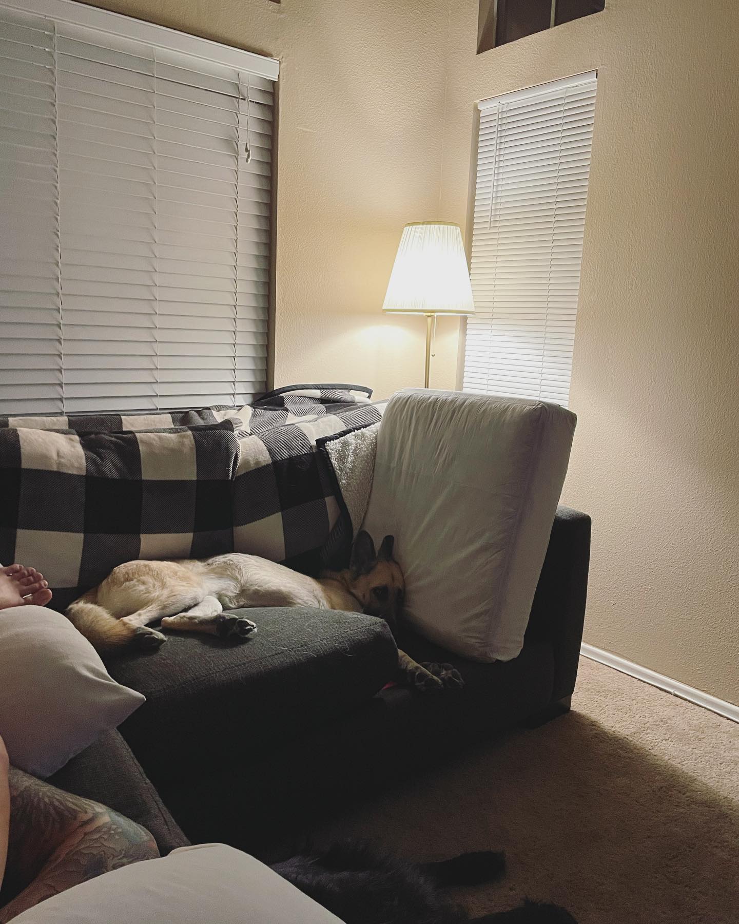 March 12, 2022: I mean… If it’s comfy, it’s comfy 🤷🏻‍♀️⁣ ⁣ #germanshepherd #gsd #gsdofinstagram #gsdlove #gsdlife #germanshepherdsofinstagram #dogsofinstagram #dogsofinsta #dogsof...