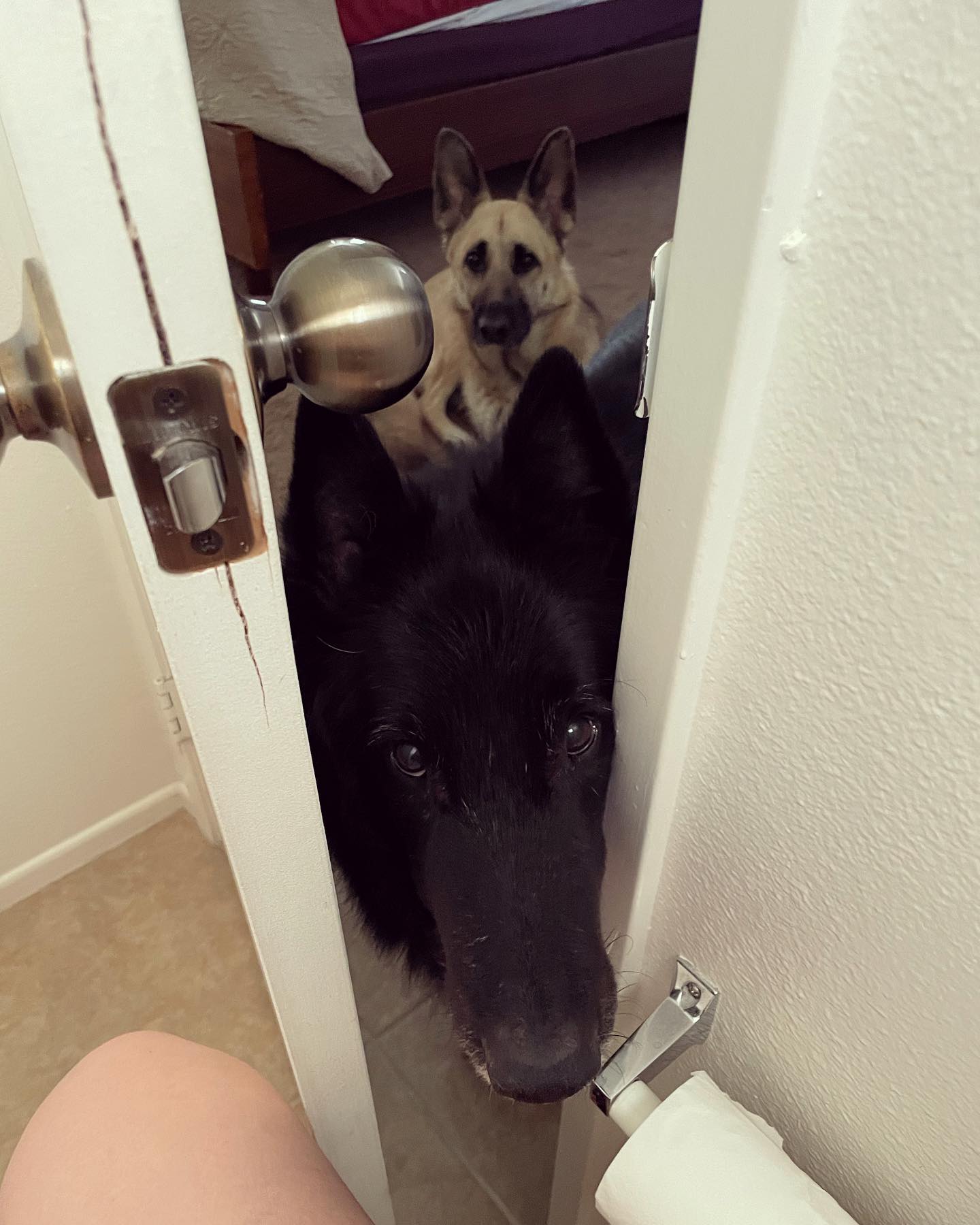 Mar 20, 2022: Waiting on Mom and Dad to get out of bed 🙄 LAZIES! We want breakfast! ⁣ ⁣ #germanshepherd #gsd #belgianshepherd #groenendael #belgianshepherdgroenendael #dogsofinsta...