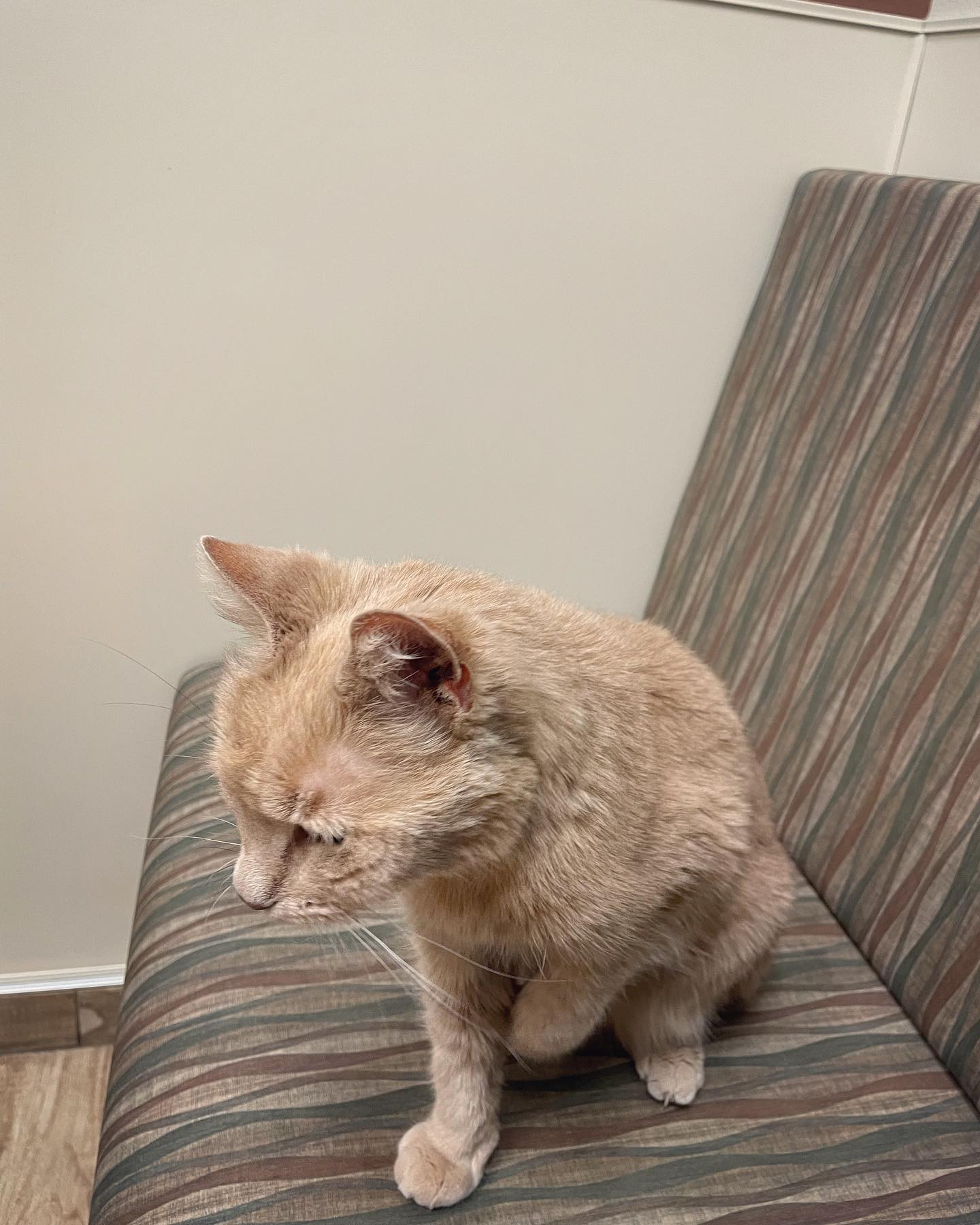 Mar 18, 2022: My sweet little Rajah 😻😭😭⁣ She’s such a good girl at the vet⁣ ⁣ #orangecat #orangetabby #orangetabbycat #orangetabbycatsofinstagram #orangecatsofinstagram #tabby #ta...