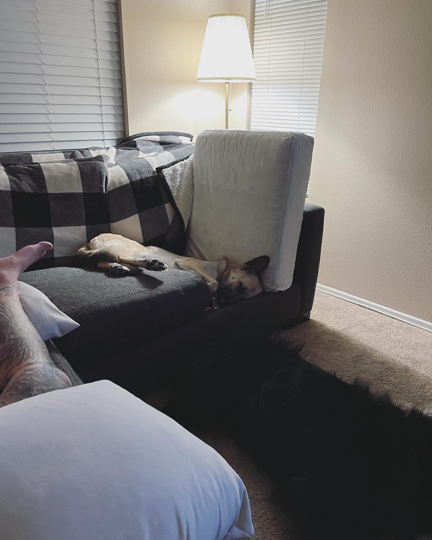 March 12, 2022: I mean… If it’s comfy, it’s comfy 🤷🏻‍♀️⁣ ⁣ #germanshepherd #gsd #gsdofinstagram #gsdlove #gsdlife #germanshepherdsofinstagram #dogsofinstagram #dogsofinsta #dogsof...