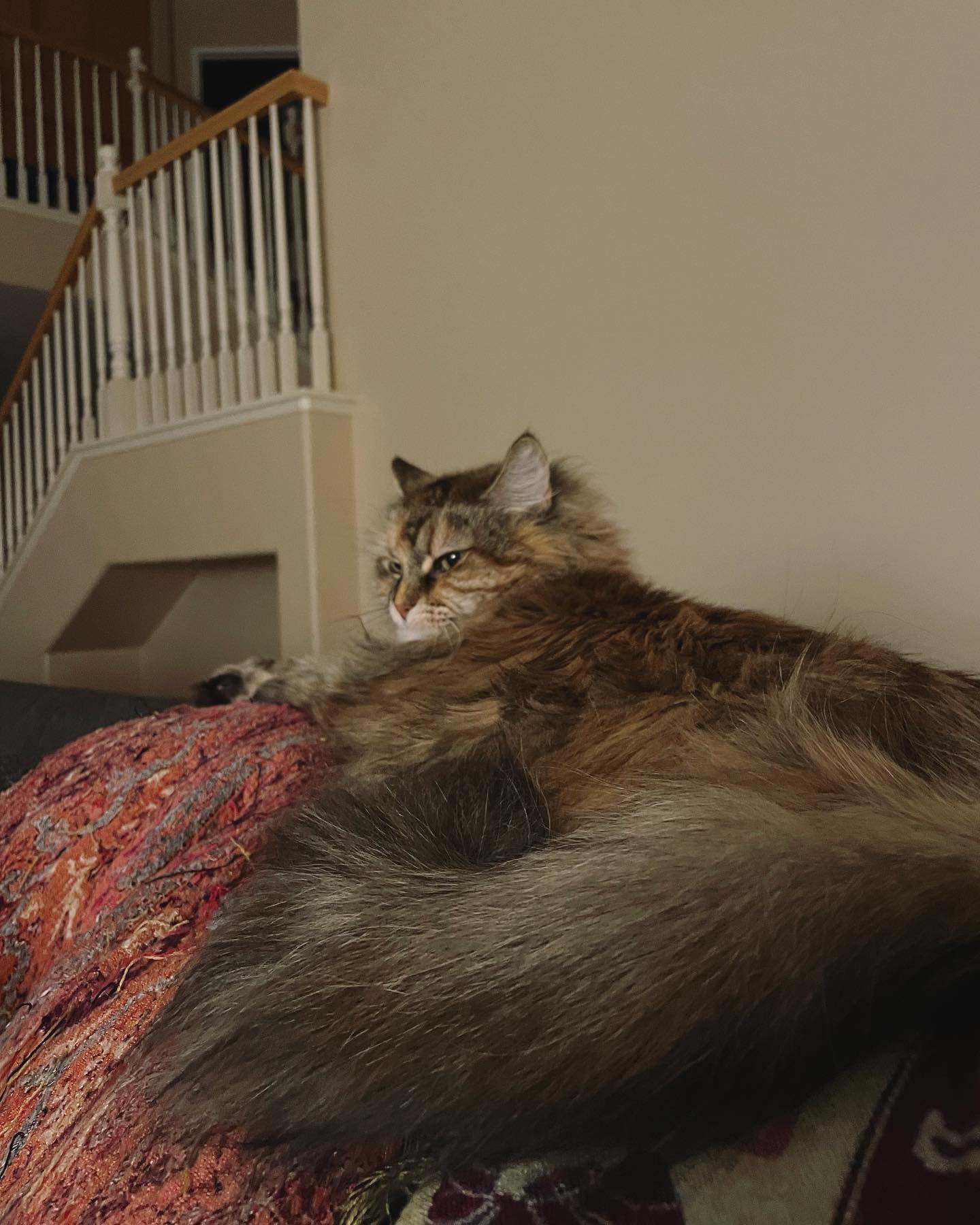 Mar 22, 2022: Gypsy is NOT interested in any affection right now ⁣ ⁣ #mainecoon (mix 😾) #mainecooncat #mainecoonsofinstagram #mainecooncatsofinstagram #catsofinstagram #catsofinst...