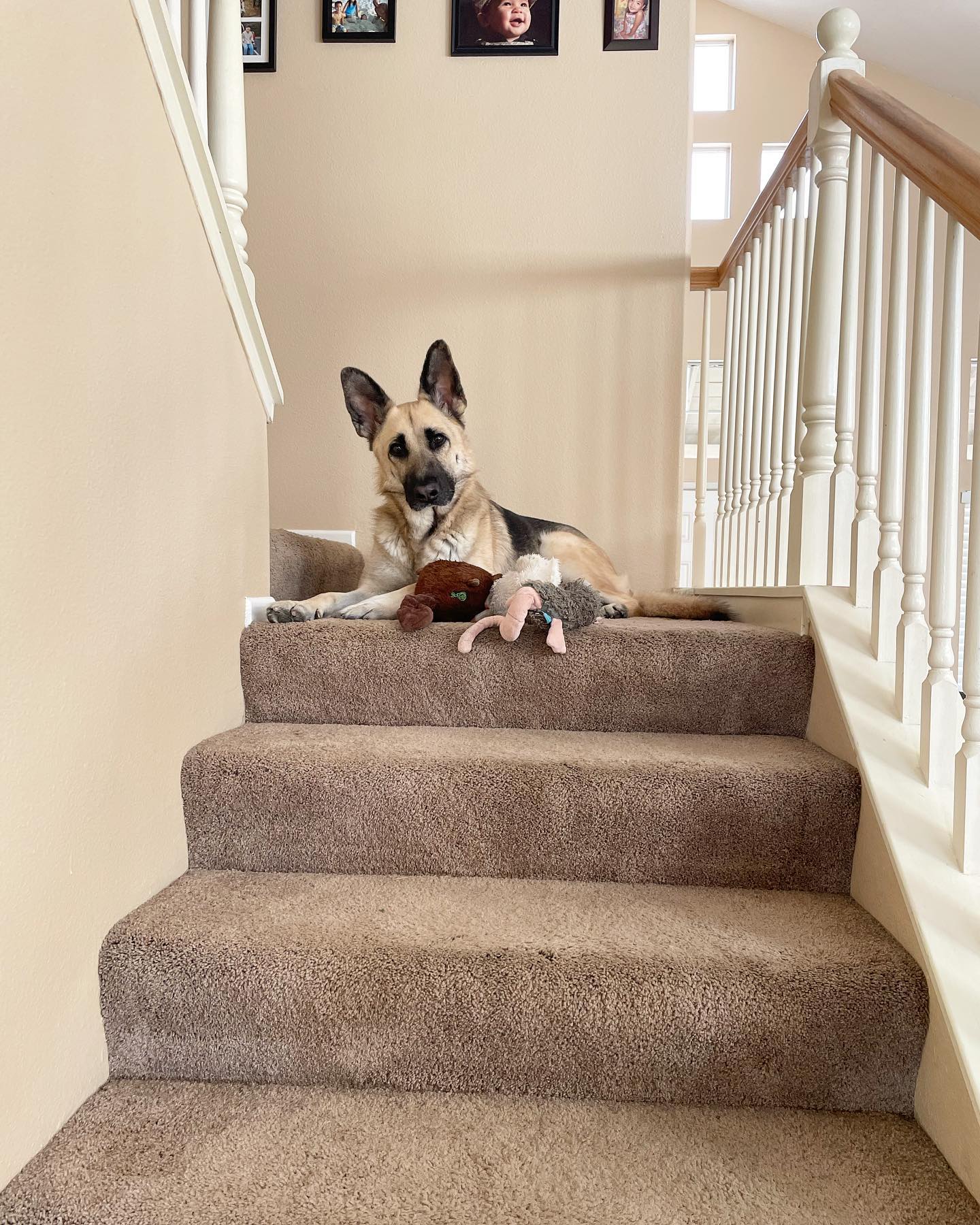 Mar 25, 2022: Momma- “Loki, how many toys do you have up there with you?” ⁣ The answer was 4 😂 ⁣ ⁣ #germanshepherd #gsd #gsdlove #gsdlife #gsdofig #gsdofinstagram #germanshepherds...