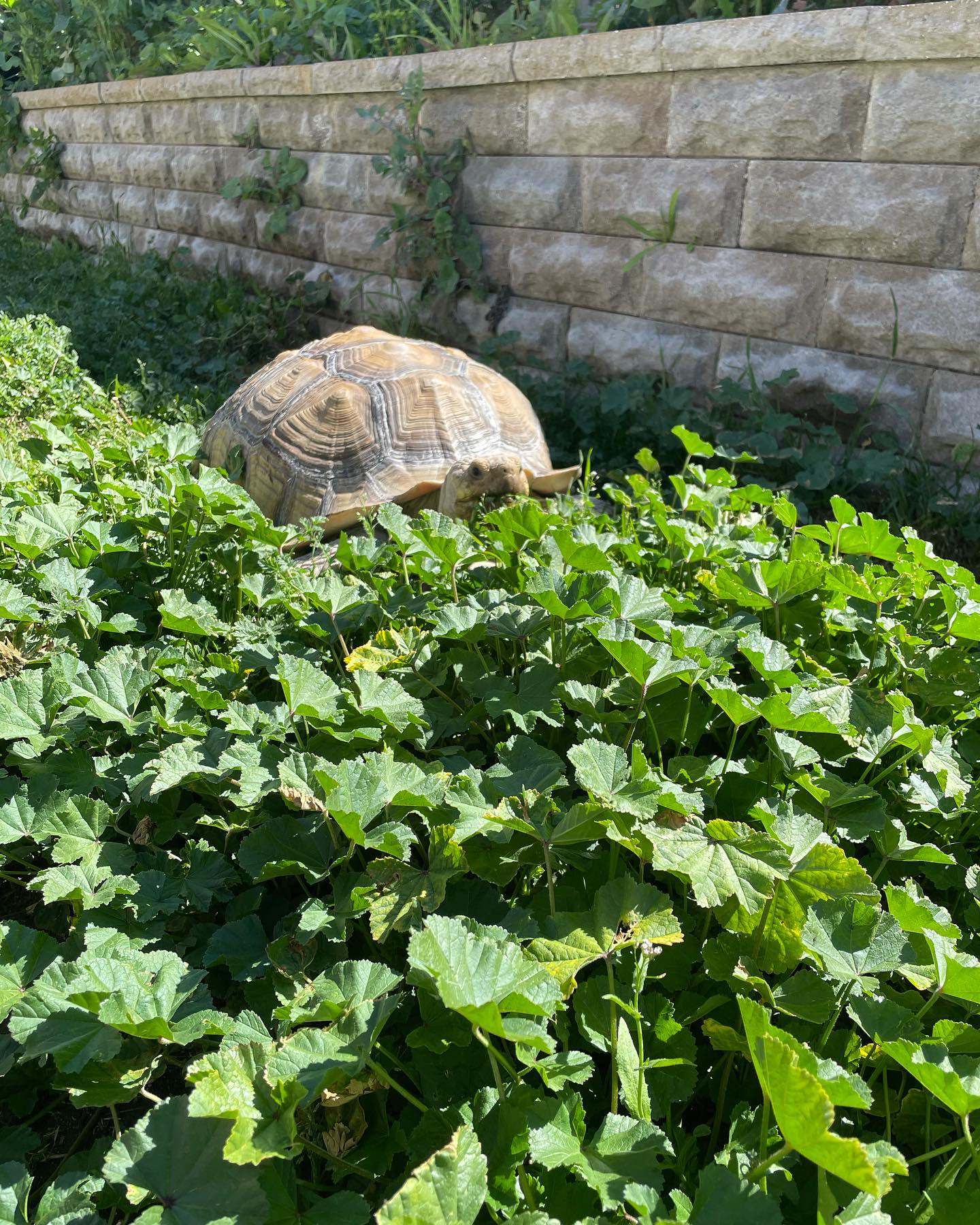 Mar 14, 2022: Turk Turkleton, yard work specialist 🐢⁣ ⁣ #africansulcata #sulcata #sulcatatortoise #spurredtortoise #tortoise #tortoisesofinstagram #sulcatasofinstagram #africansul...