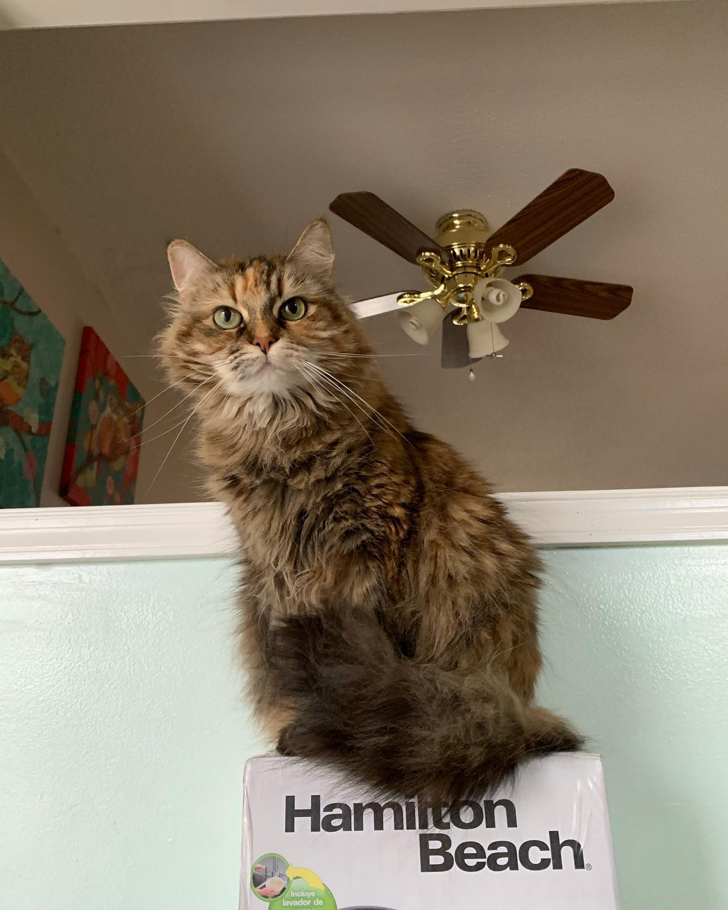 😼⁣⁣ My name is Gypsy⁣⁣! My nickname is: ⁣⁣Gypsy Doodle, Doodle Bug, Doodles My breed is: ⁣⁣Part Maine Coon, part ?? My age is: ⁣⁣estimated 12 years (unknown) My favorite human foo...