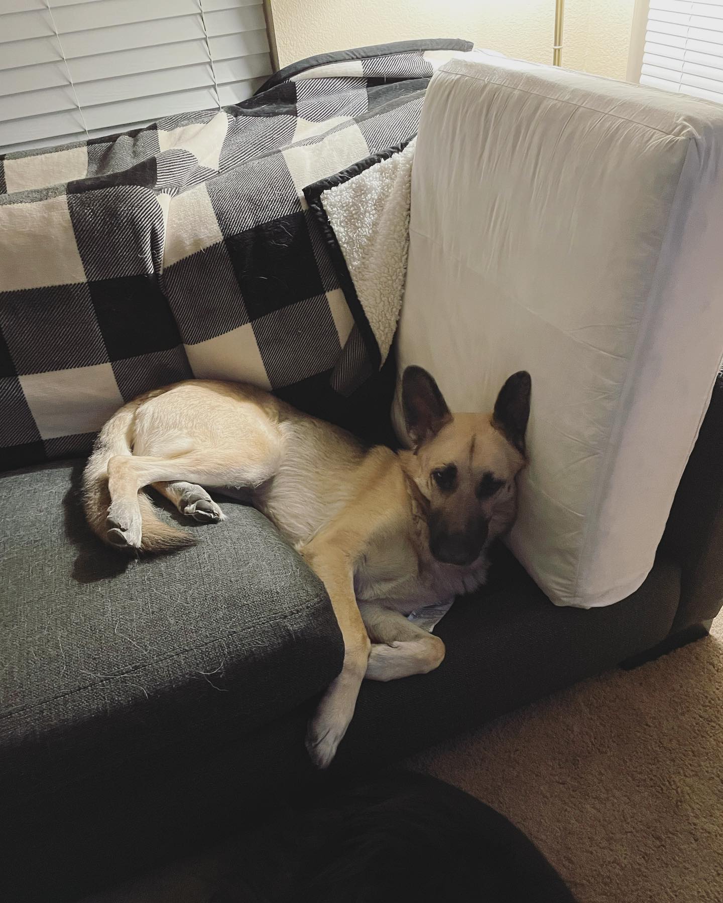 March 12, 2022: I mean… If it’s comfy, it’s comfy 🤷🏻‍♀️⁣ ⁣ #germanshepherd #gsd #gsdofinstagram #gsdlove #gsdlife #germanshepherdsofinstagram #dogsofinstagram #dogsofinsta #dogsof...