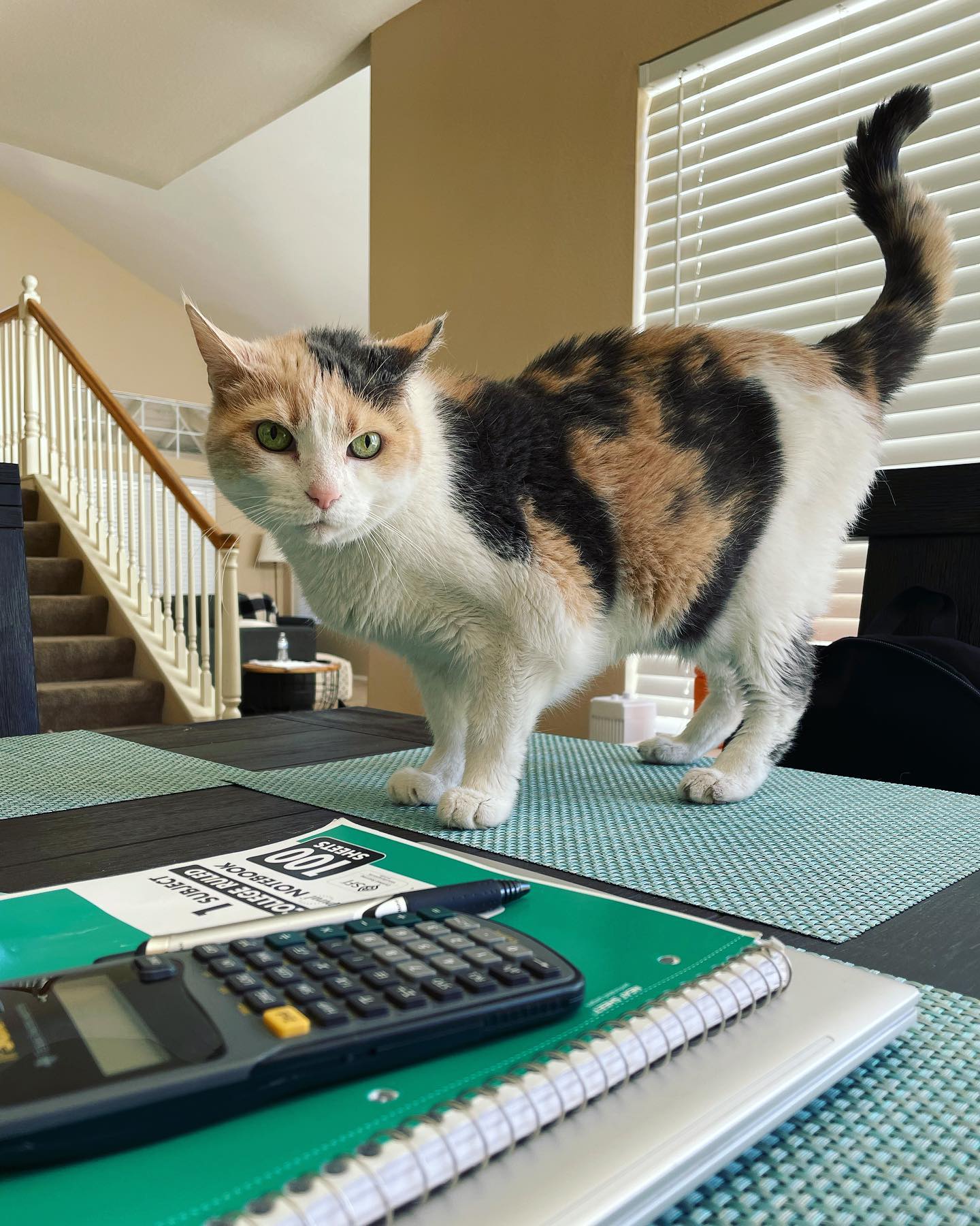 Mar 1, 2022: Ooooooooh, kitties are NOT allowed on the table! 🙀 shame shame, Miss Raspberry! ⁣ ⁣ #calico #calicocat #dilutedcalico #dilutecalico #dilutecalicocatsofinstagram #cats...