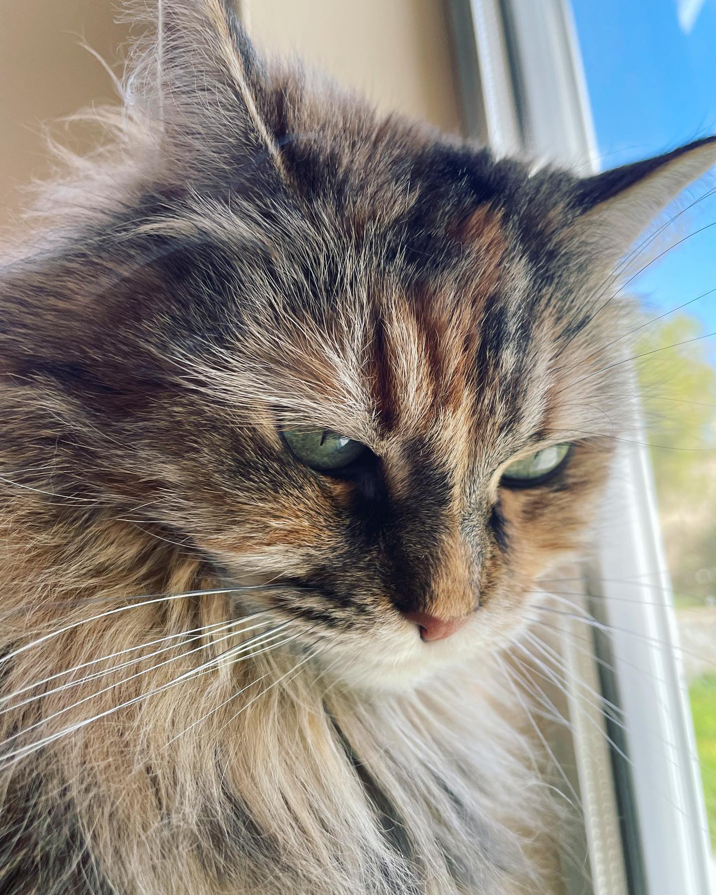 Mar 13, 2022: ⁣ Don't just stand there, let's get to it⁣ Strike a pose, there's nothing to it⁣ Vogue⁣ ⁣ #mainecoon (mix 😽) #mainecooncat #mainecooncatsofinstagram #catsofinstagram...