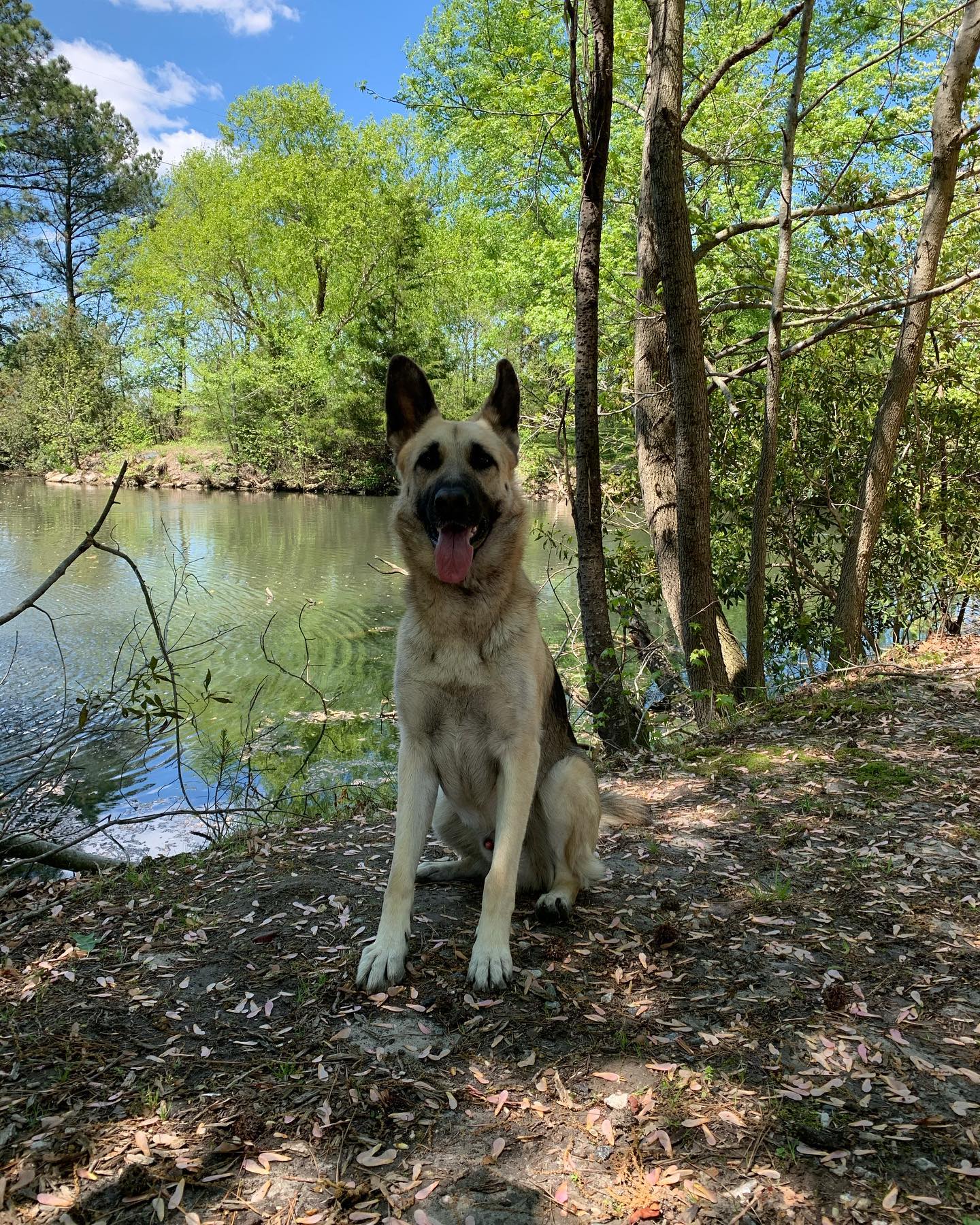 💚⁣⁣⁣ My name is ⁣⁣⁣⁣Loki Neelix! My nickname is: ⁣⁣⁣⁣Loki-doki, Dokies, Donker-doos My breed is: German Shepherd ⁣⁣⁣⁣ My age is: ⁣⁣⁣⁣4 years, 5 months, 1 days My favorite human fo...
