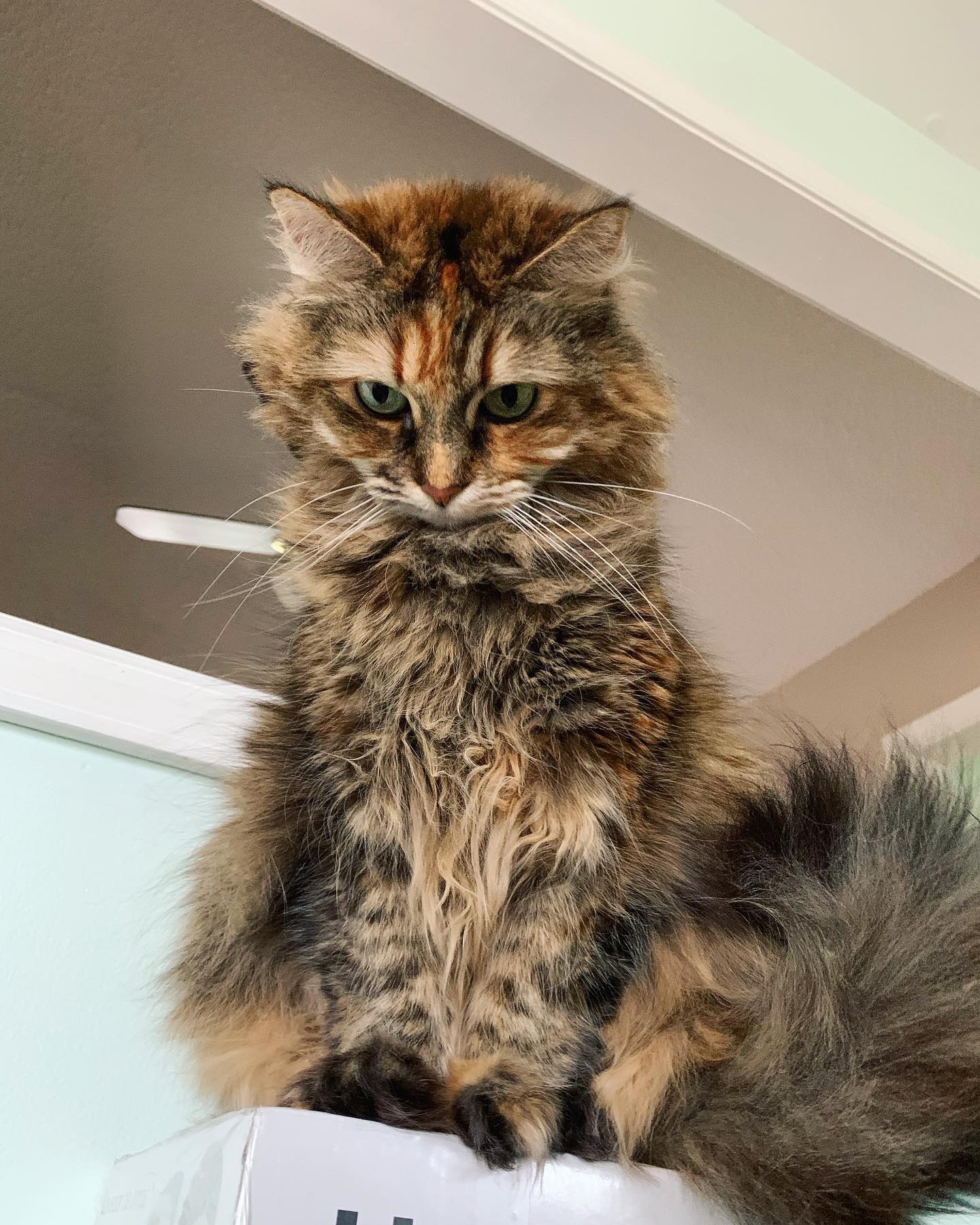😼⁣⁣ My name is Gypsy⁣⁣! My nickname is: ⁣⁣Gypsy Doodle, Doodle Bug, Doodles My breed is: ⁣⁣Part Maine Coon, part ?? My age is: ⁣⁣estimated 12 years (unknown) My favorite human foo...