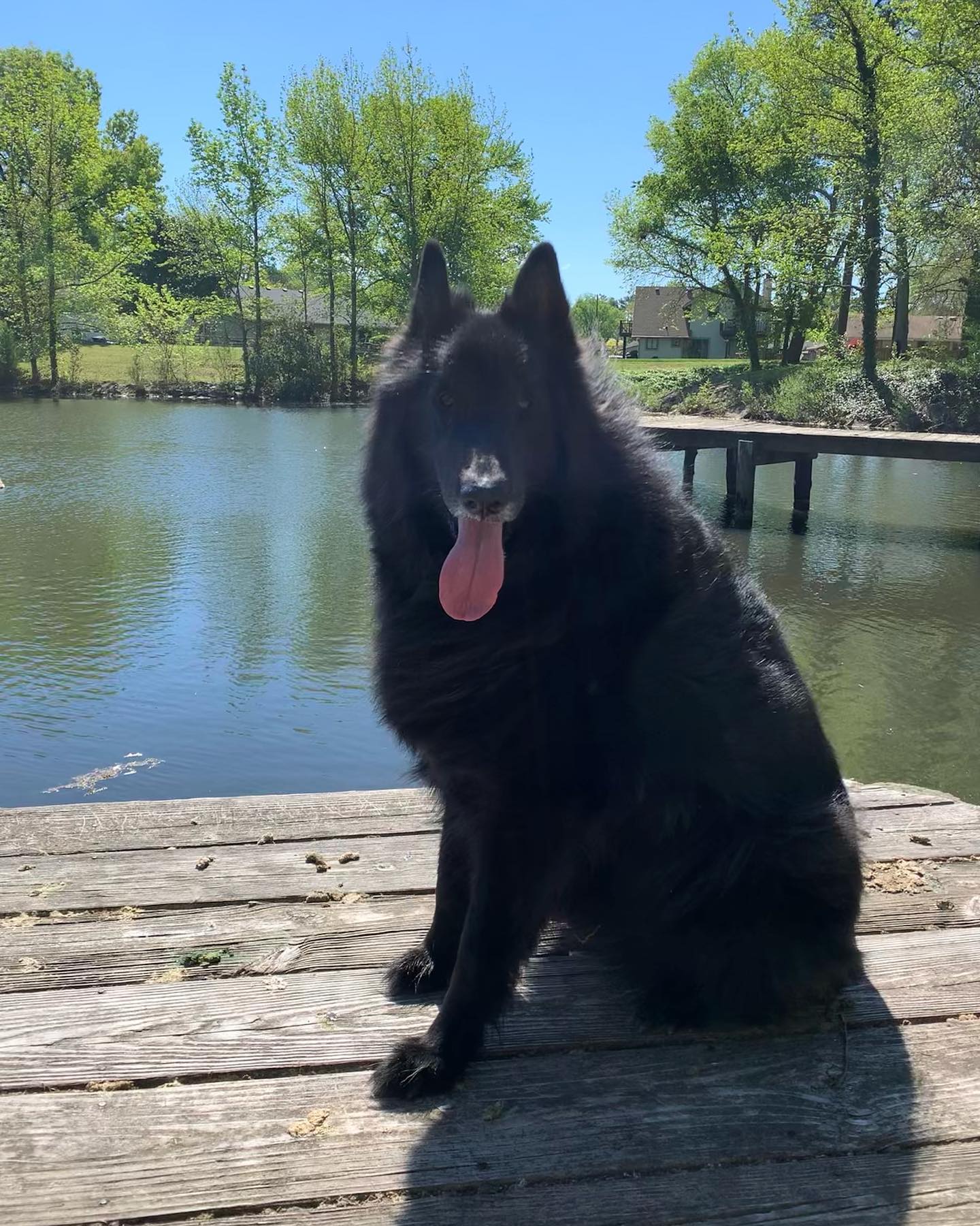 ❤️⁣⁣ My name is Remus Lupine! ⁣⁣⁣ My nickname is: ⁣⁣⁣Remie My breed is: ⁣⁣⁣Groenendael My age is: ⁣⁣⁣8 years, 2 months, 29 days My favorite human food is: ⁣⁣⁣Deli meat, peanut but...