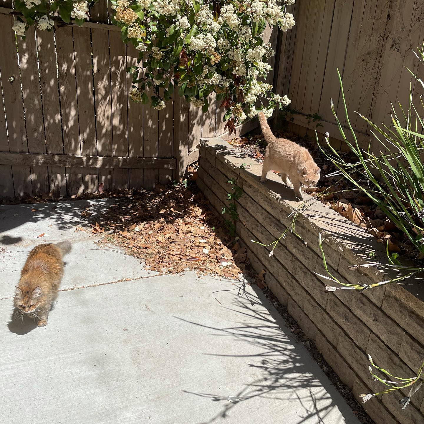 Mar 27, 2022: 📢 Sound on! Gypsy, Rajah, and Raspberry all got some California sun 🌞 today.⁣ Raspberry especially was enjoying some sunbathing 👙 ⁣ ⁣ #catsofinstagram #catsofinsta #...