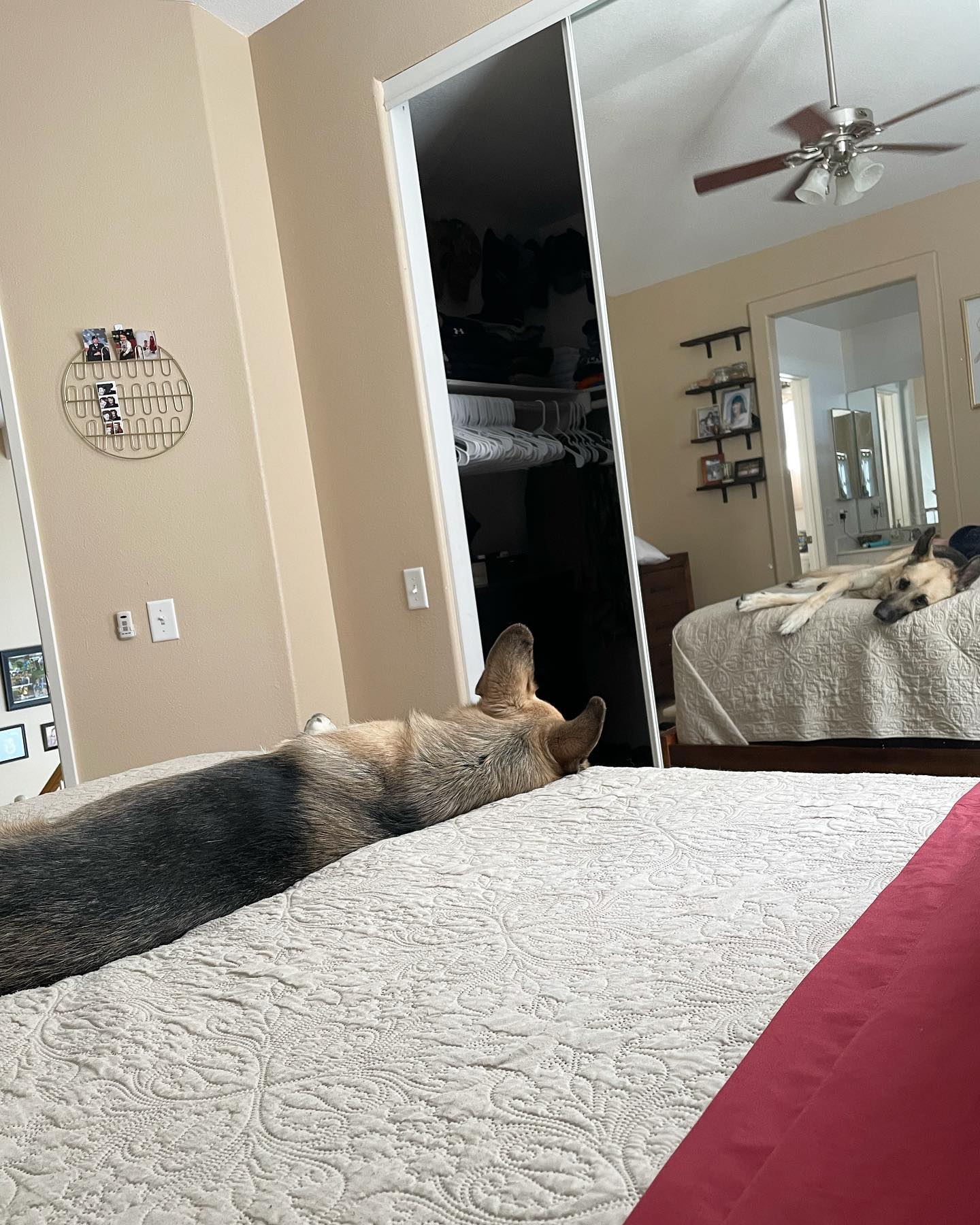 Apr 8, 2022: Spoiled rotten ⁣ ⁣ #germanshepherd #gsd #gsdofinstagram #germanshepherdsofinstagram #dogsofinstagram #dogsofinsta #dogsofig #dogstagram #dogsonbeds #dognap #dognaps