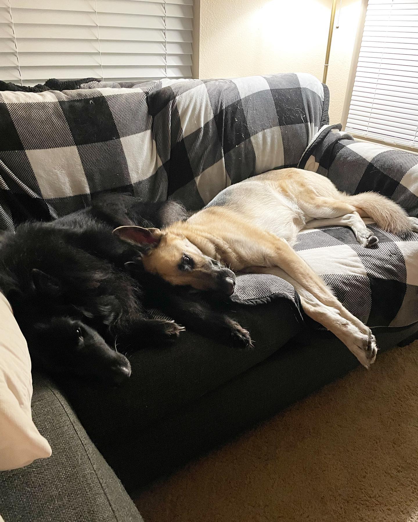 Apr 3, 2022: snuggly boys ⁣ ⁣ #germanshepherd #gsd #gsdofinstagram #belgianshepherd #belgianshepherdgroenendael #groenendael #dogsofinstagram #dogsofinsta #dogsofig #dogstagram #d...