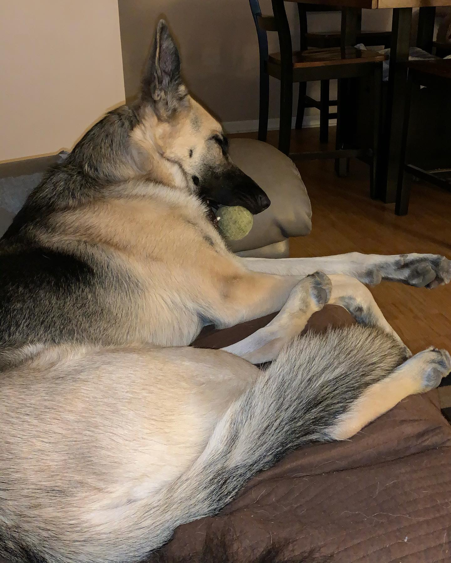 Nov 4, 2019: #latergram ⁣ Loki the ball hog 🎾 ⁣ ⁣ #germanshepherd #gsd #gsdlove #gsdlife #gsdofinstagram #dogofinstagram #dogsofinsta #dogsofig #dogstagram #sillydog