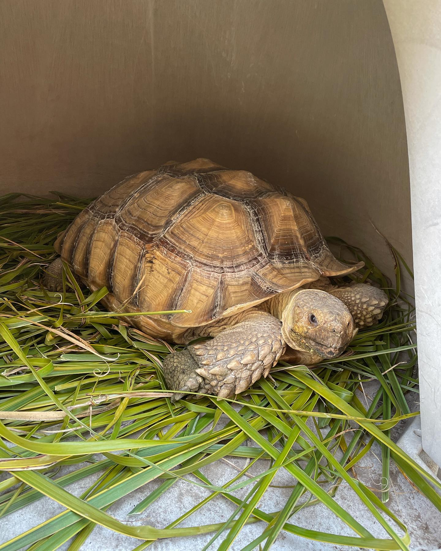 Apr 5, 2022: Turk Turkleton 🐢 in his backyard hideaway ⁣ ⁣ #tortoise #tortoiseofinstagram #tortoisesofinstagram #africansulcata #africansulcatatortoise #africansulcatasofinstagram...