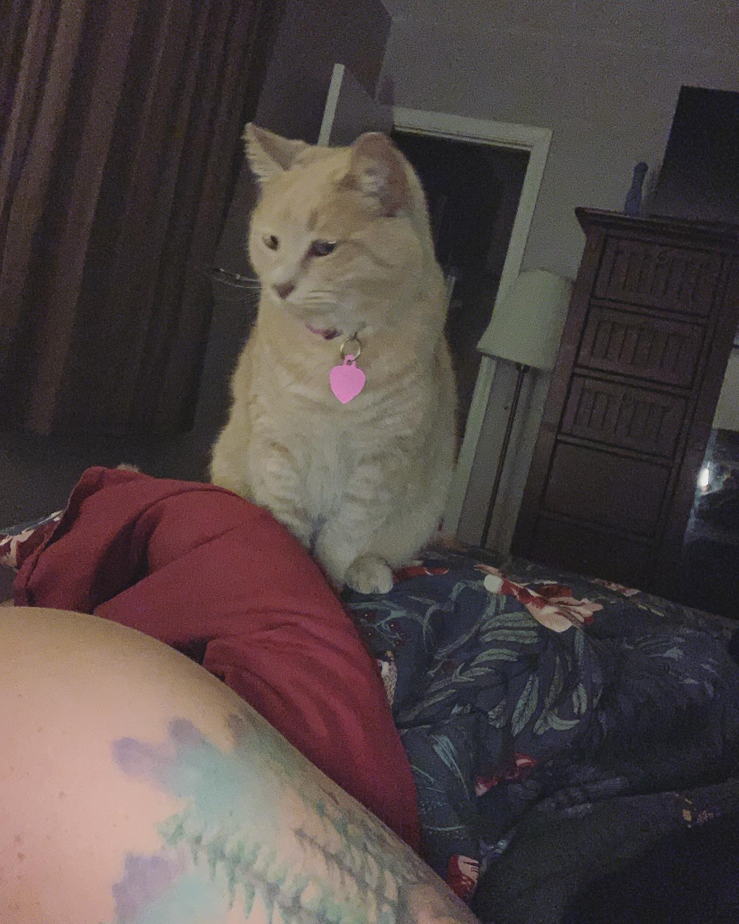 Nov 8, 2019: #latergram ⁣ Oh hey Mom, just poppin’ in to remind you that the world is my oyster 🦪, and the best views are on top of you 🏔⁣ ⁣ #orangecat #orangetabby #orangetabbyca...