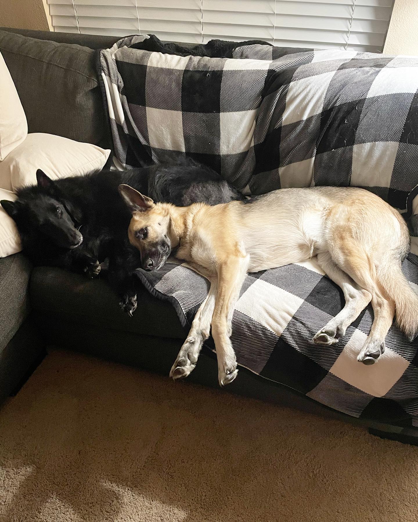 Apr 3, 2022: snuggly boys ⁣ ⁣ #germanshepherd #gsd #gsdofinstagram #belgianshepherd #belgianshepherdgroenendael #groenendael #dogsofinstagram #dogsofinsta #dogsofig #dogstagram #d...