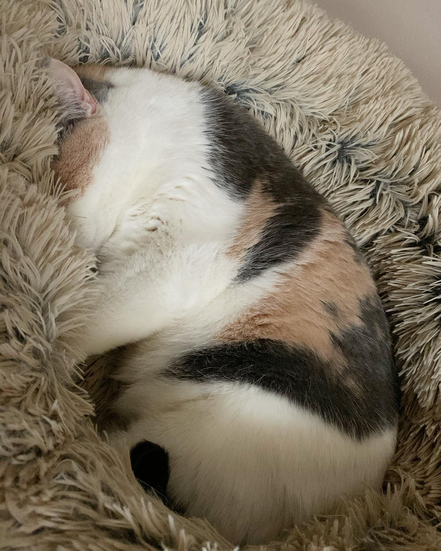 Nov 30, 2019: #latergram⁣ Comfy cozy Raspberry 😴 ⁣ ⁣ #calico #calicocat #dilutedcalico #dilutecalico #dilutedcalicosofinstagram #calicocatsofinstagram #catsofinstagram #catsofinst...