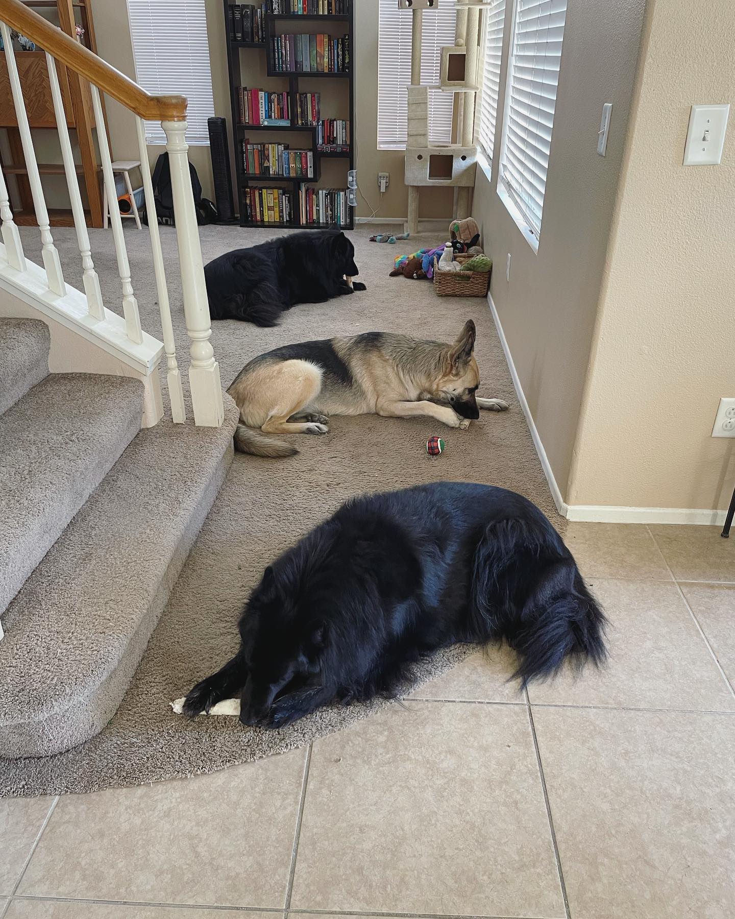 Apr 13, 2022: it was a bones 🦴 day ⁣ ⁣ #germanshepherd #gsd #gsdofinstagram #belgianshepherd #belgianshepherdgroenendael #groenendael #dogsofinstagram #dogsofinsta #dogsofig #dogs...