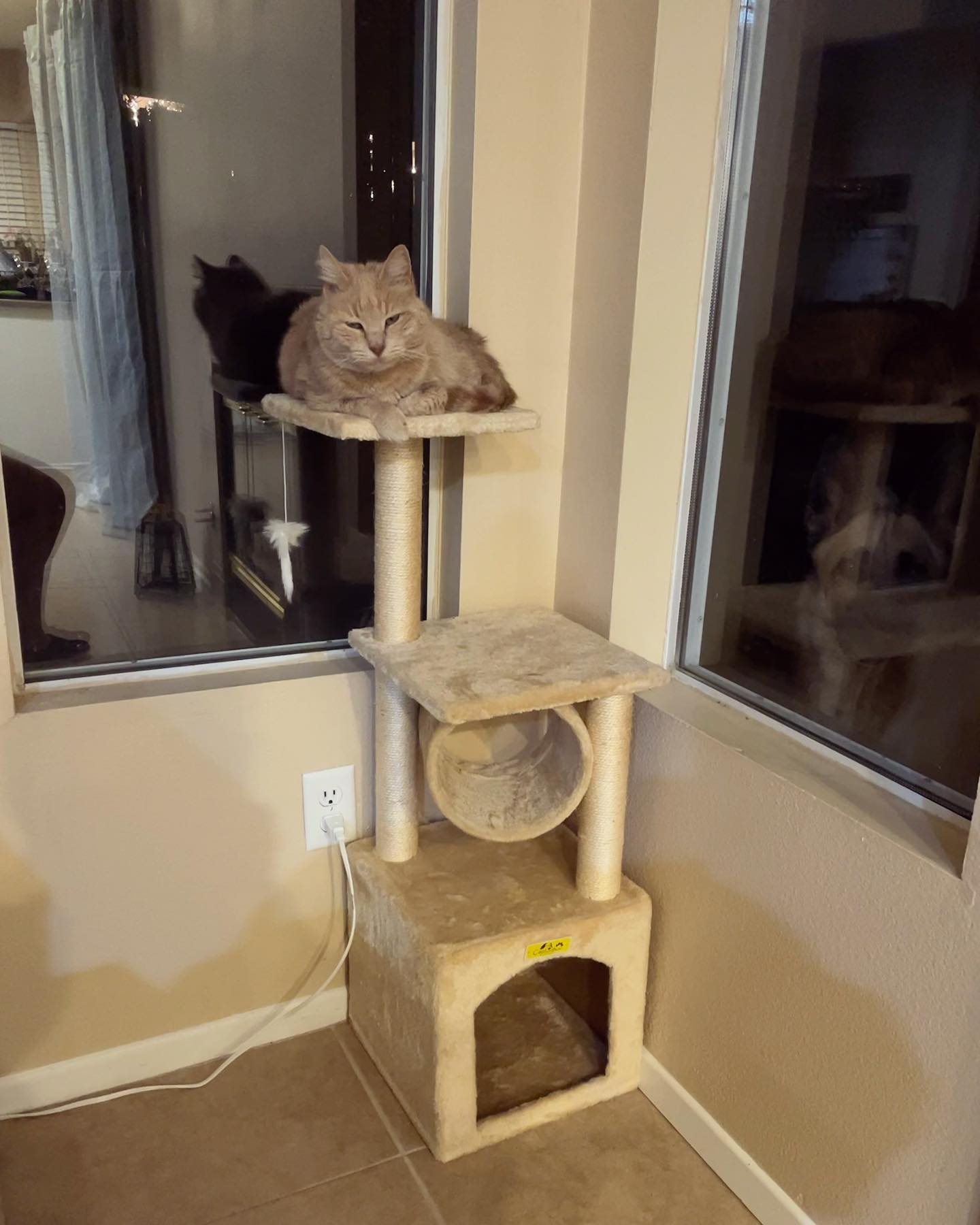 Apr 13, 2022: lil Miss Rajah (and Loki making a surprise peek) ⁣ #orangecat #orangetabby #orangetabbycat #orangetabbycatsofinstagram #tabbycat #tabbycatsofinstagram #catsofinstagr...