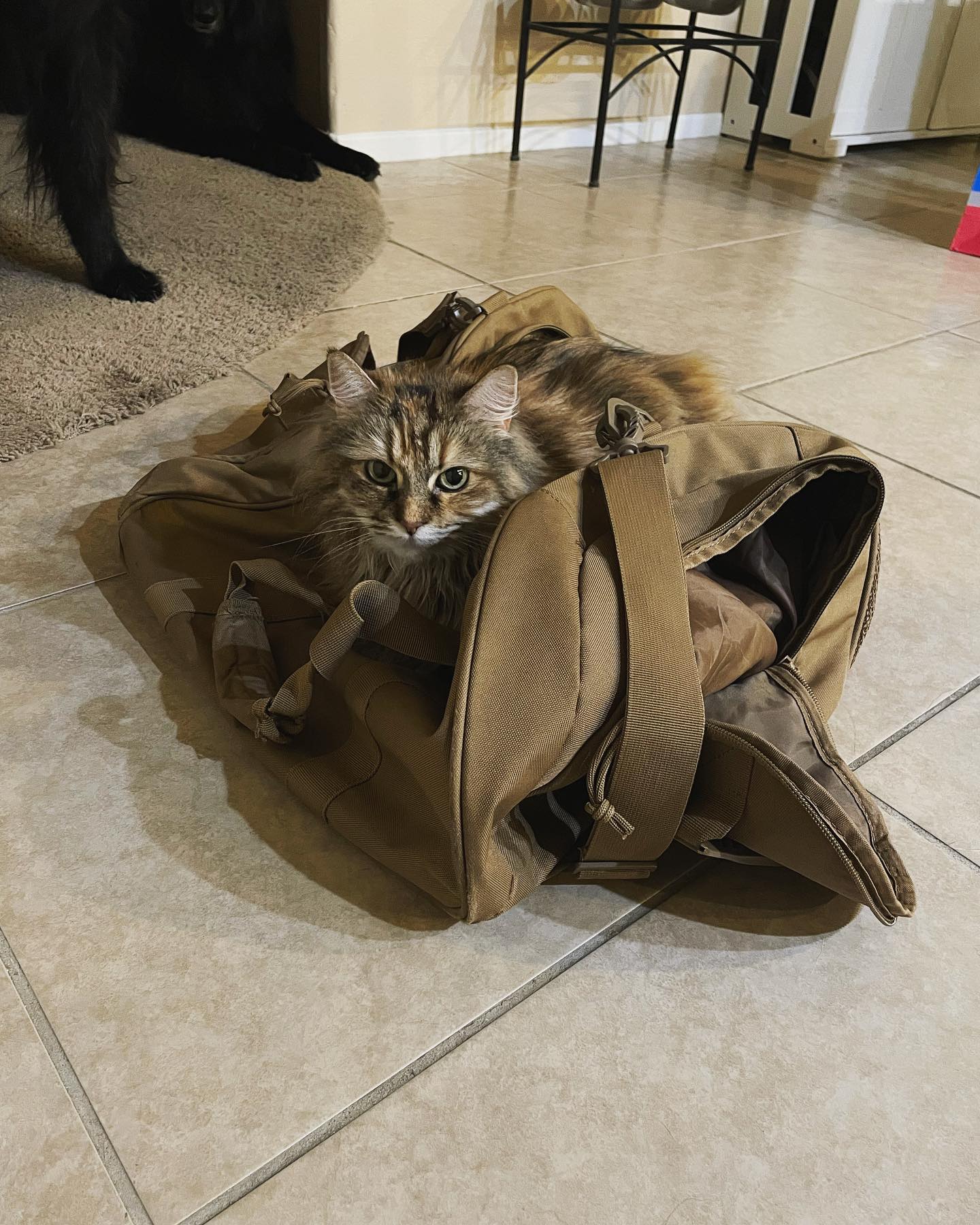 Apr 18, 2022: Gypsy ⁣ #mainecoon (mix 😼) #mainecooncat #mainecoonsofinstagram #catsofinstagram #catsofinsta #catsofig #catstagram #catsonbags #catslayingonthings #deployment #depl...