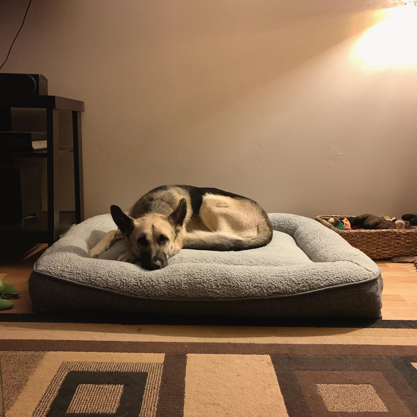 Nov 2, 2019: #latergram ⁣ New bed hype 🛏 ⁣ ⁣ #germanshepherd #gsd #belgianshepherd #groenendael #dogsofinstagram #dogsofinsta #dogsofig #dogstagram #dogbed #mainecoon (mix 😼) #mai...