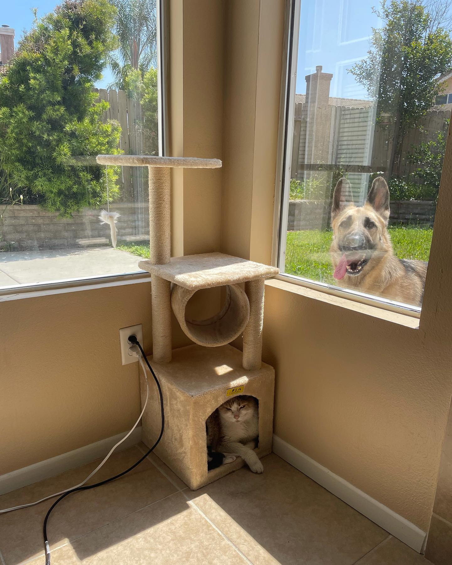 Apr 1, 2022: Happy 🤡 April Fool’s Day! 🥸⁣ Managed to catch a pic of Raspberry chillin’ in the cat tower, while Loki is making it CLEAR that’d he’d like to come back inside. ⁣ Can’...