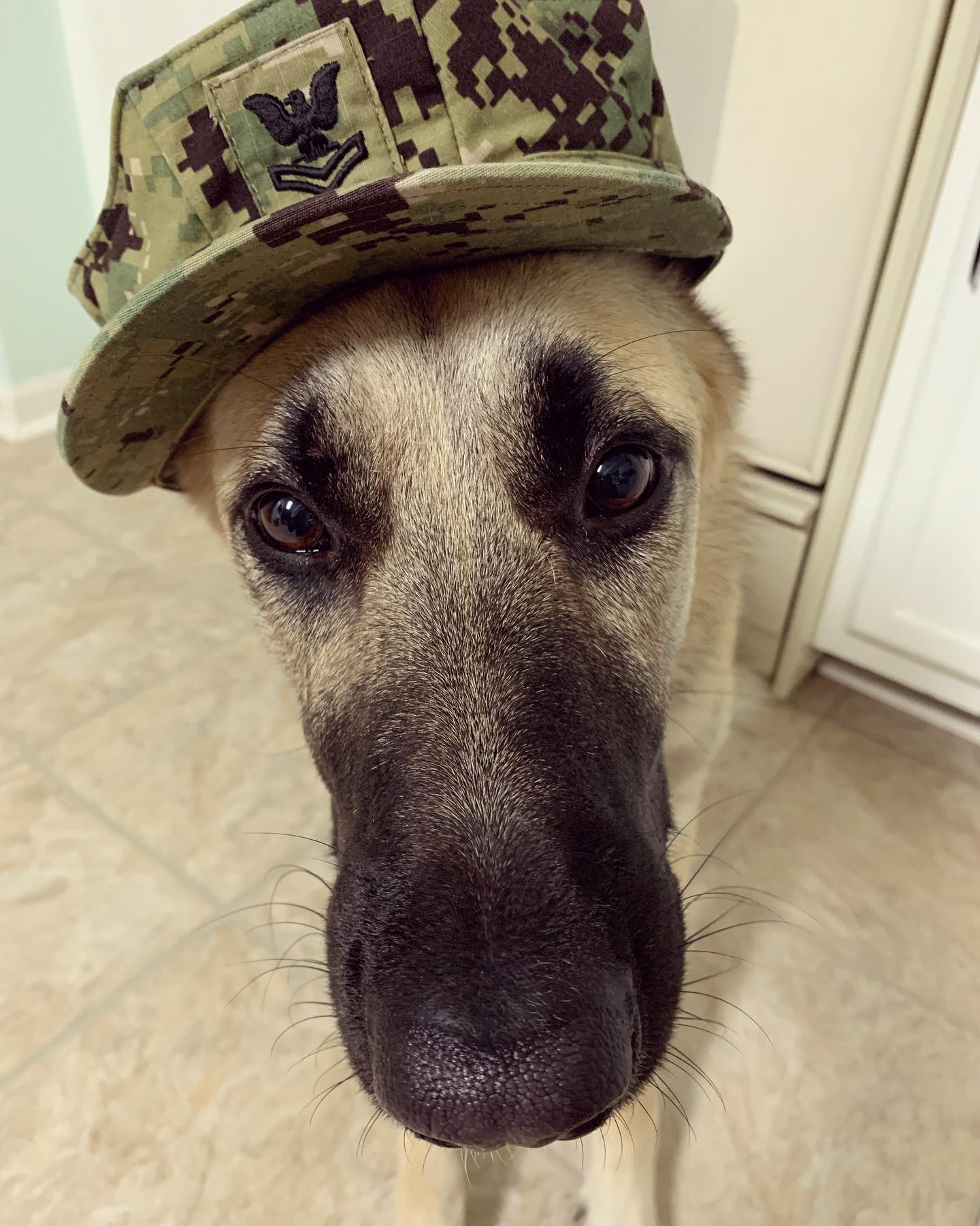 Oct 10, 2019: #latergram ⁣ ⚓️ Committed to excellence and the fair treatment of all⁣ ⁣ #germanshepherd #gsd #gsdofinstagram #belgianshepherd #belgianshepherdgroenendael #groenenda...
