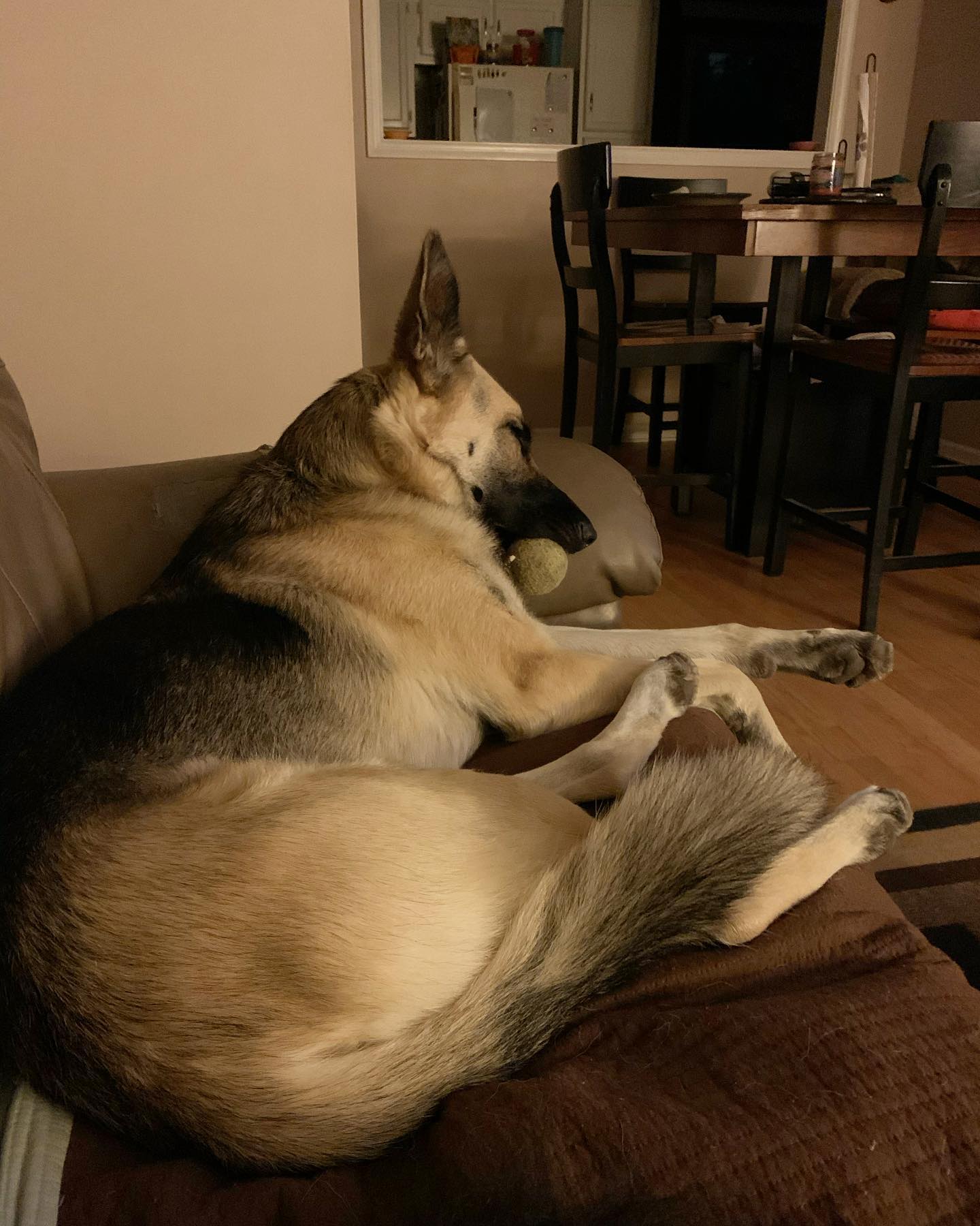 Nov 4, 2019: #latergram ⁣ Loki the ball hog 🎾 ⁣ ⁣ #germanshepherd #gsd #gsdlove #gsdlife #gsdofinstagram #dogofinstagram #dogsofinsta #dogsofig #dogstagram #sillydog