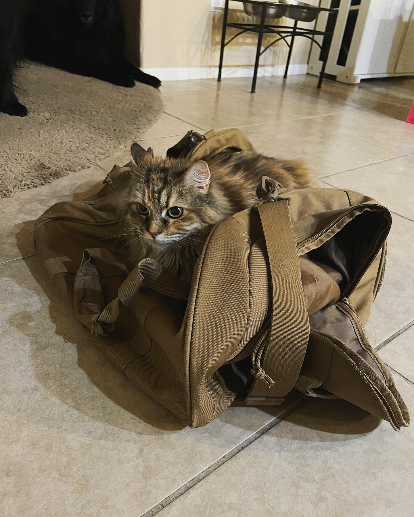 Apr 18, 2022: Gypsy ⁣ #mainecoon (mix 😼) #mainecooncat #mainecoonsofinstagram #catsofinstagram #catsofinsta #catsofig #catstagram #catsonbags #catslayingonthings #deployment #depl...