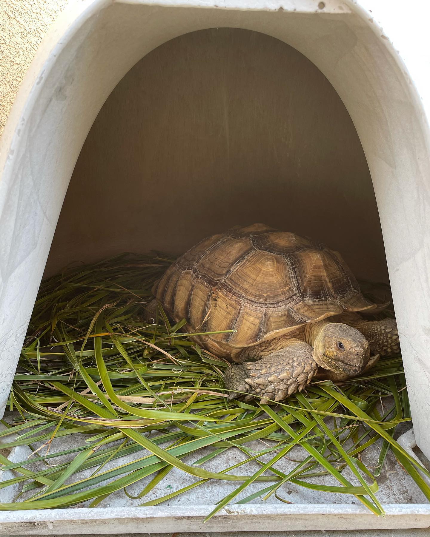 Apr 5, 2022: Turk Turkleton 🐢 in his backyard hideaway ⁣ ⁣ #tortoise #tortoiseofinstagram #tortoisesofinstagram #africansulcata #africansulcatatortoise #africansulcatasofinstagram...