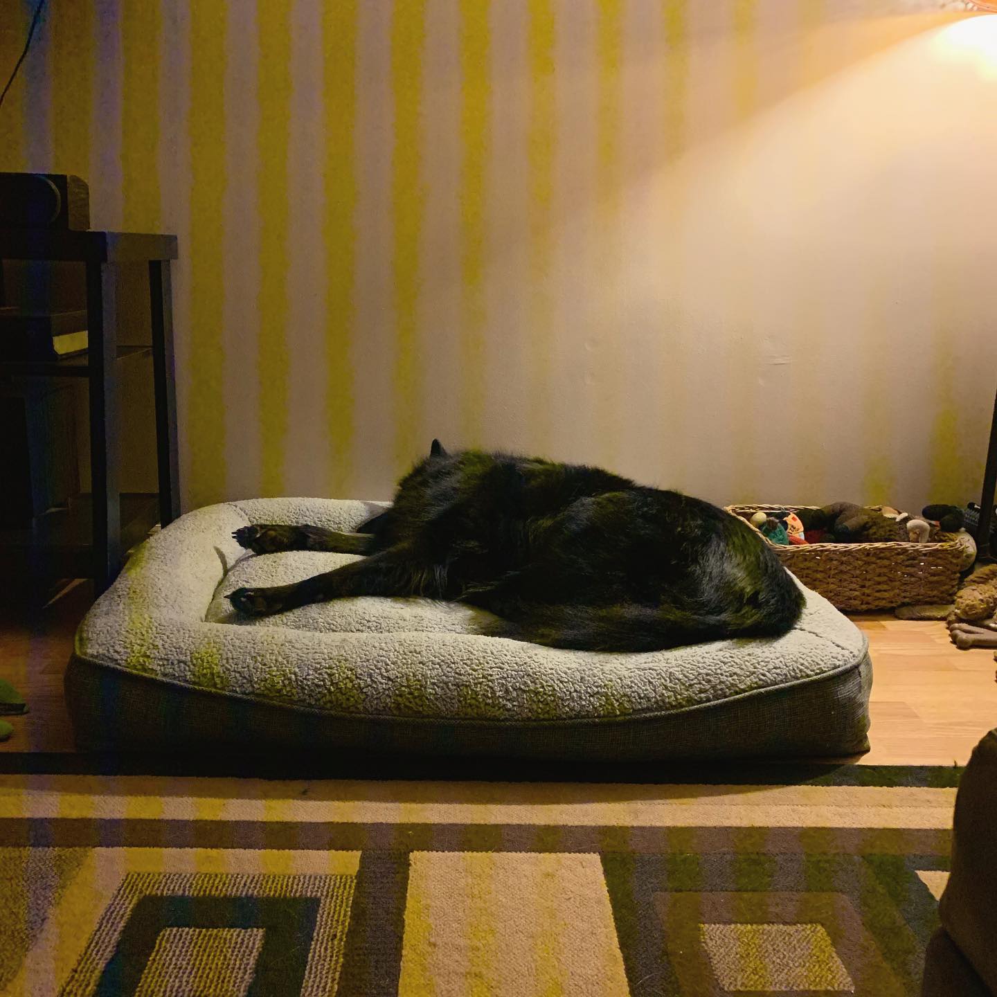 Nov 2, 2019: #latergram ⁣ New bed hype 🛏 ⁣ ⁣ #germanshepherd #gsd #belgianshepherd #groenendael #dogsofinstagram #dogsofinsta #dogsofig #dogstagram #dogbed #mainecoon (mix 😼) #mai...