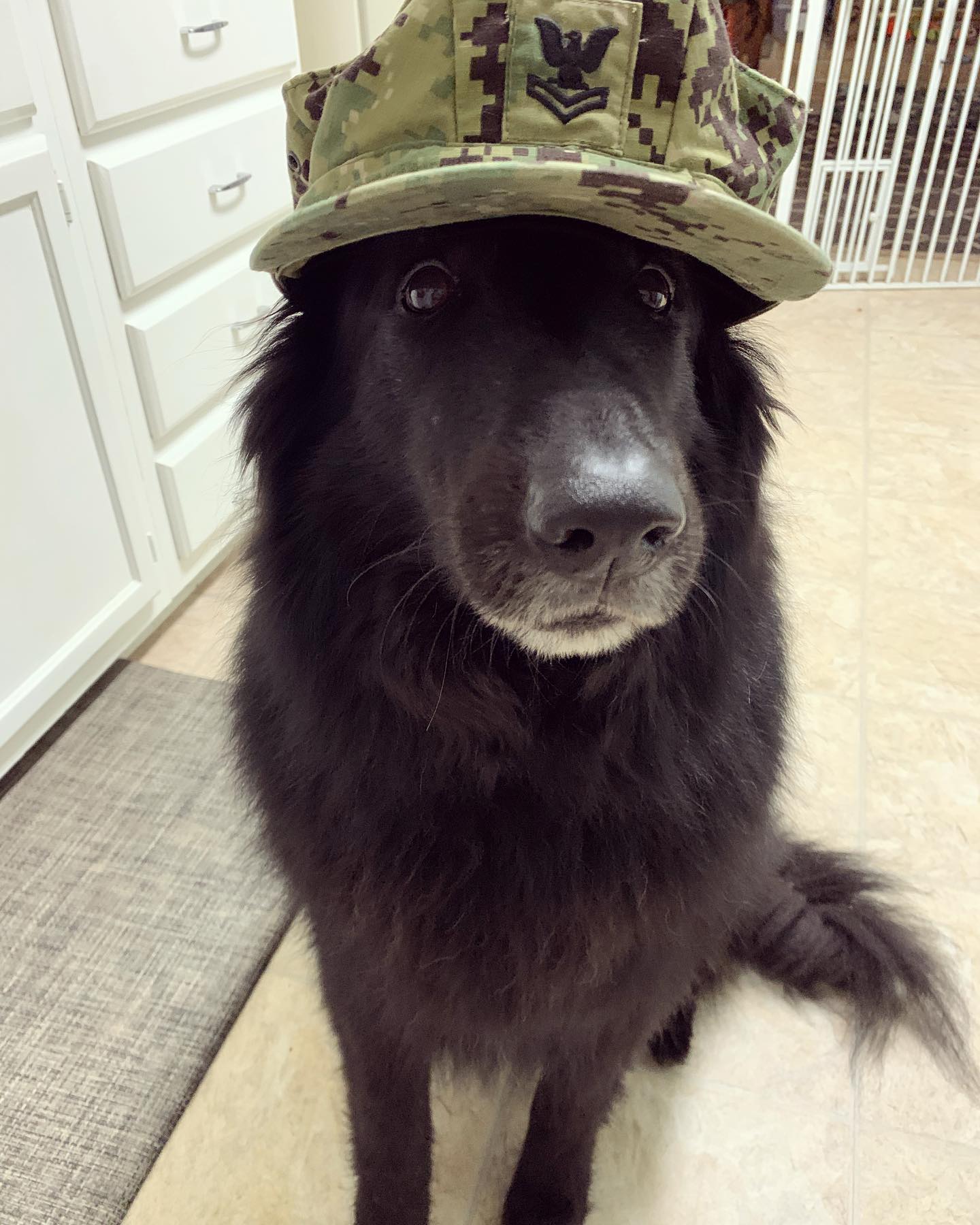 Oct 10, 2019: #latergram ⁣ ⚓️ Committed to excellence and the fair treatment of all⁣ ⁣ #germanshepherd #gsd #gsdofinstagram #belgianshepherd #belgianshepherdgroenendael #groenenda...