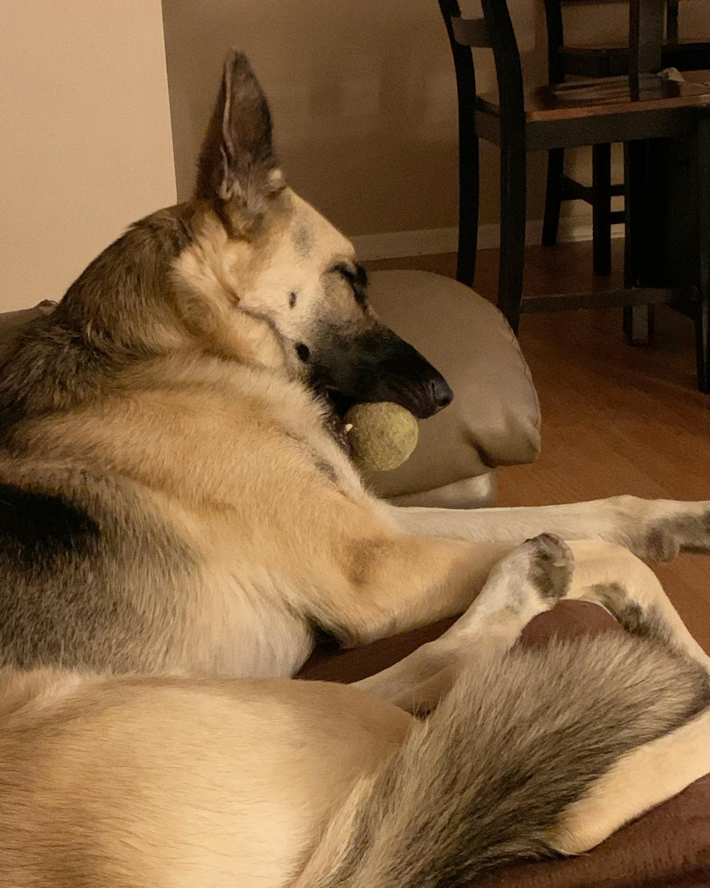 Nov 4, 2019: #latergram ⁣ Loki the ball hog 🎾 ⁣ ⁣ #germanshepherd #gsd #gsdlove #gsdlife #gsdofinstagram #dogofinstagram #dogsofinsta #dogsofig #dogstagram #sillydog