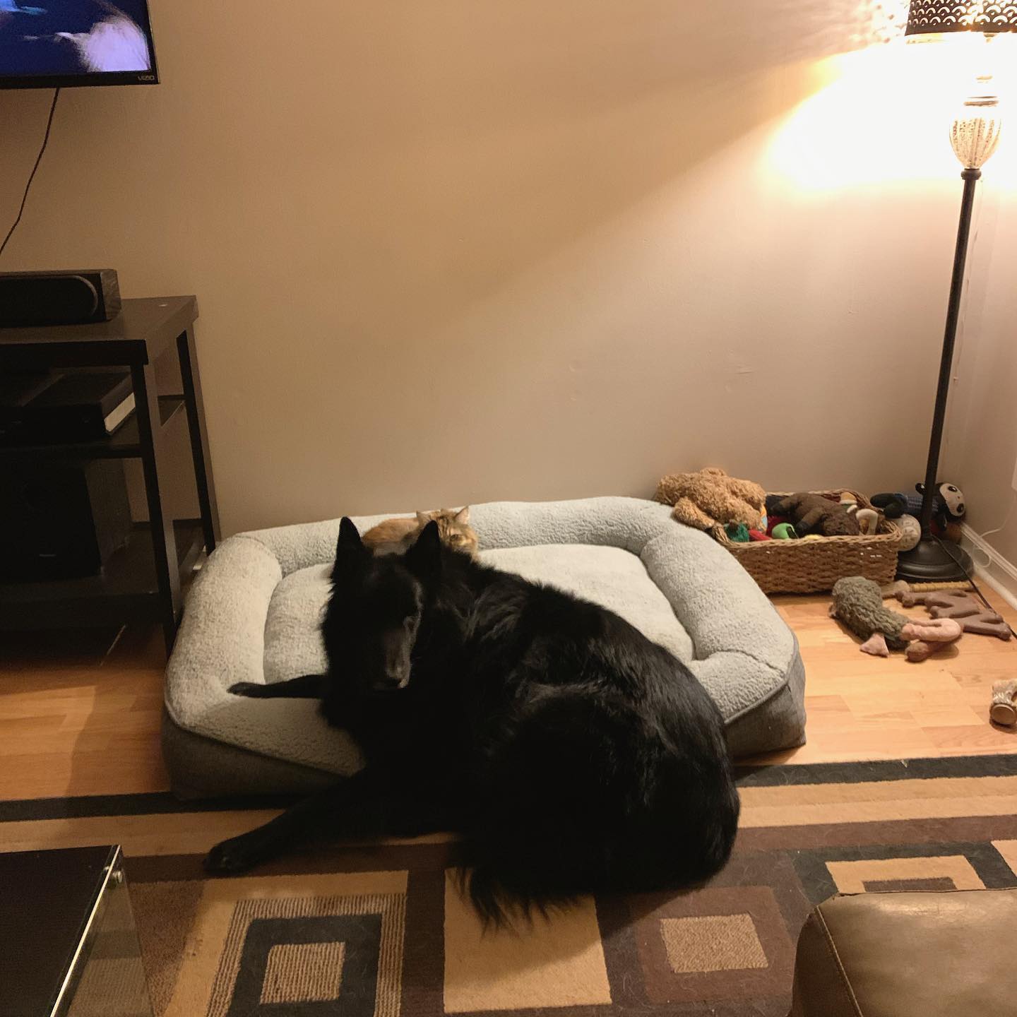 Nov 2, 2019: #latergram ⁣ New bed hype 🛏 ⁣ ⁣ #germanshepherd #gsd #belgianshepherd #groenendael #dogsofinstagram #dogsofinsta #dogsofig #dogstagram #dogbed #mainecoon (mix 😼) #mai...