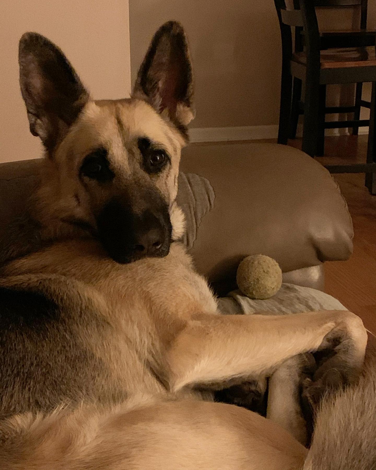 Nov 4, 2019: #latergram ⁣ Loki the ball hog 🎾 ⁣ ⁣ #germanshepherd #gsd #gsdlove #gsdlife #gsdofinstagram #dogofinstagram #dogsofinsta #dogsofig #dogstagram #sillydog