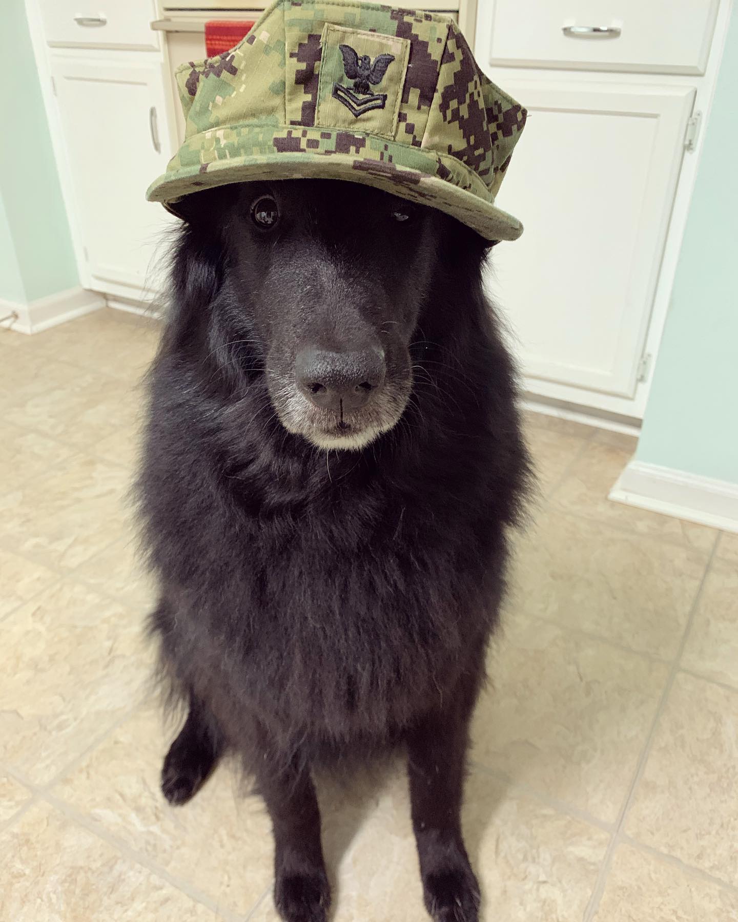 Oct 10, 2019: #latergram ⁣ ⚓️ Committed to excellence and the fair treatment of all⁣ ⁣ #germanshepherd #gsd #gsdofinstagram #belgianshepherd #belgianshepherdgroenendael #groenenda...