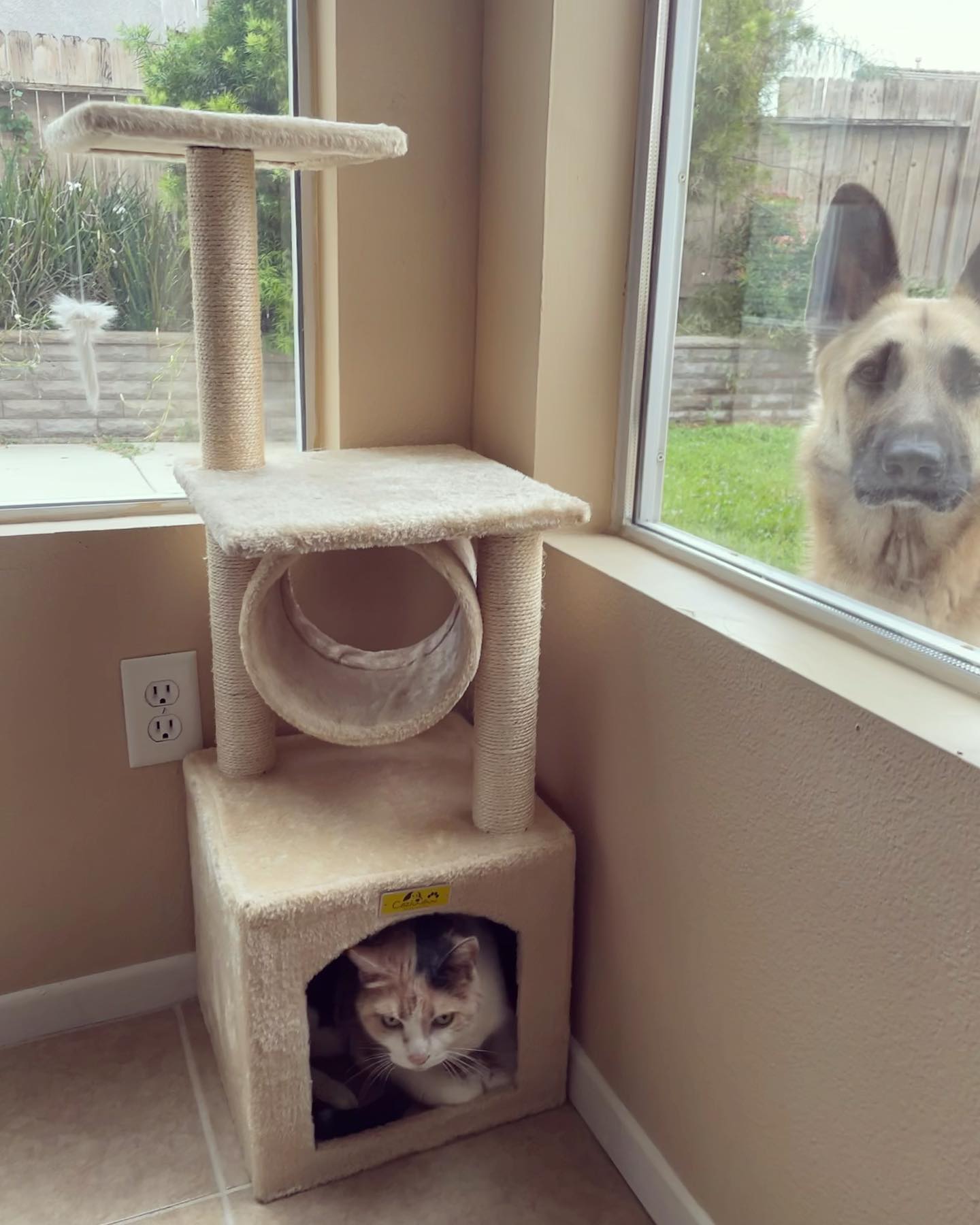 Apr 1, 2022: Happy 🤡 April Fool’s Day! 🥸⁣ Managed to catch a pic of Raspberry chillin’ in the cat tower, while Loki is making it CLEAR that’d he’d like to come back inside. ⁣ Can’...