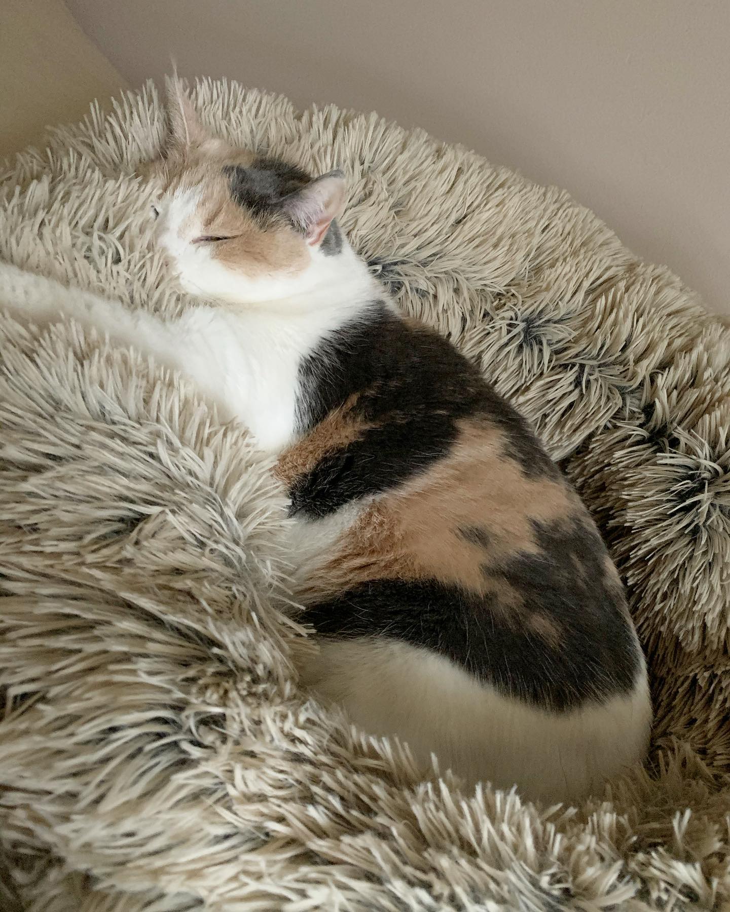 Nov 30, 2019: #latergram⁣ Comfy cozy Raspberry 😴 ⁣ ⁣ #calico #calicocat #dilutedcalico #dilutecalico #dilutedcalicosofinstagram #calicocatsofinstagram #catsofinstagram #catsofinst...